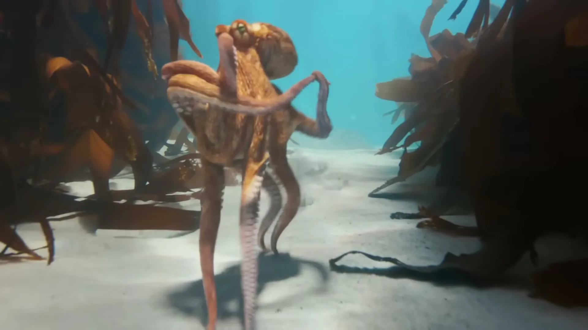 An octopus with a large head and long tentacles walks on the sandy ocean floor, surrounded by tall, dark kelp plants.