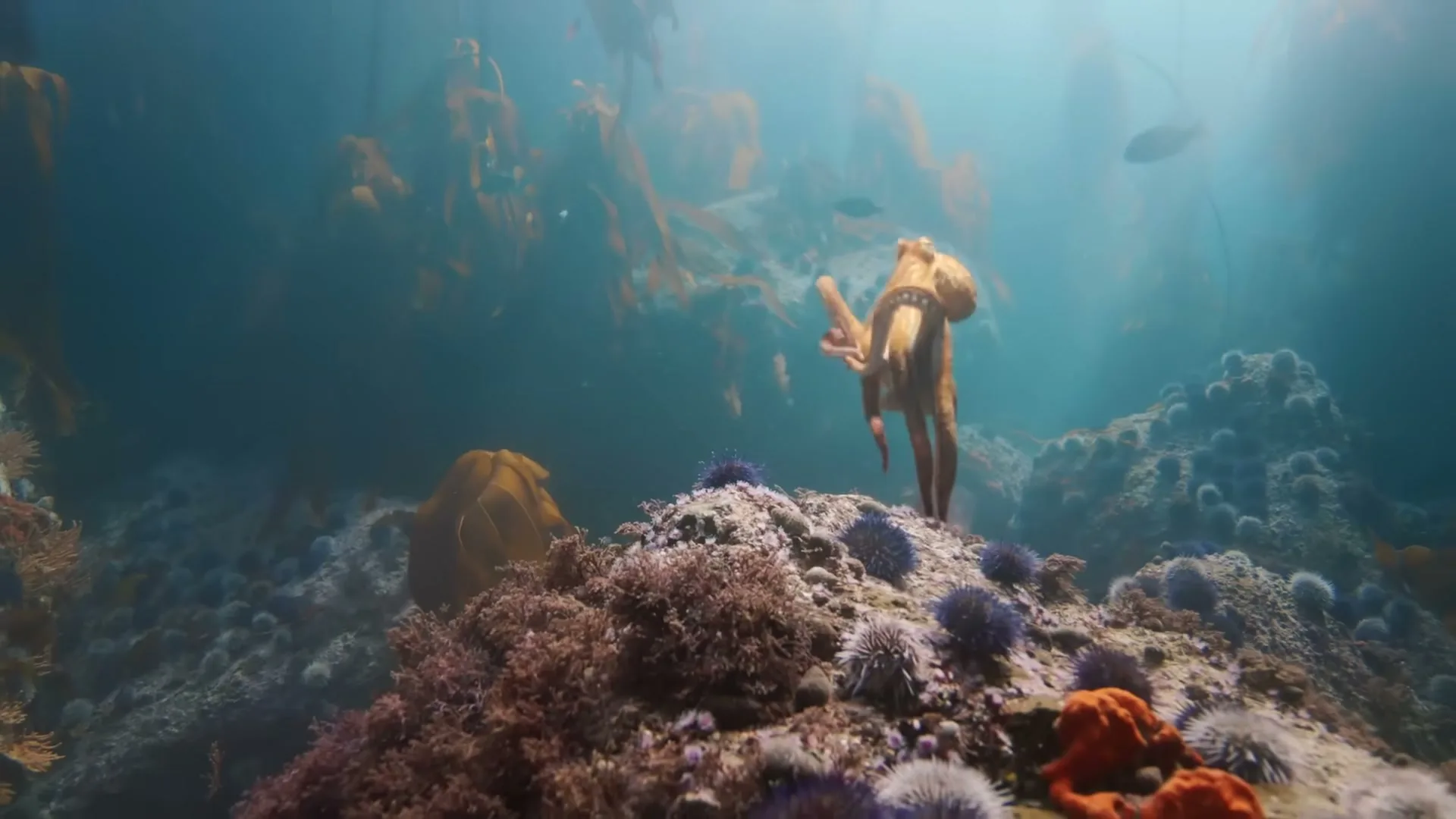 An animated octopus stands on a rocky seabed, surrounded by colorful coral and sea urchins, with kelp forests in the background.