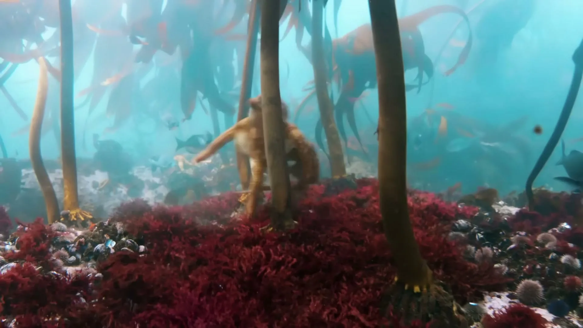 An octopus with brown skin and long tentacles moves gracefully through a vibrant underwater kelp forest, surrounded by red seaweed and small fish.