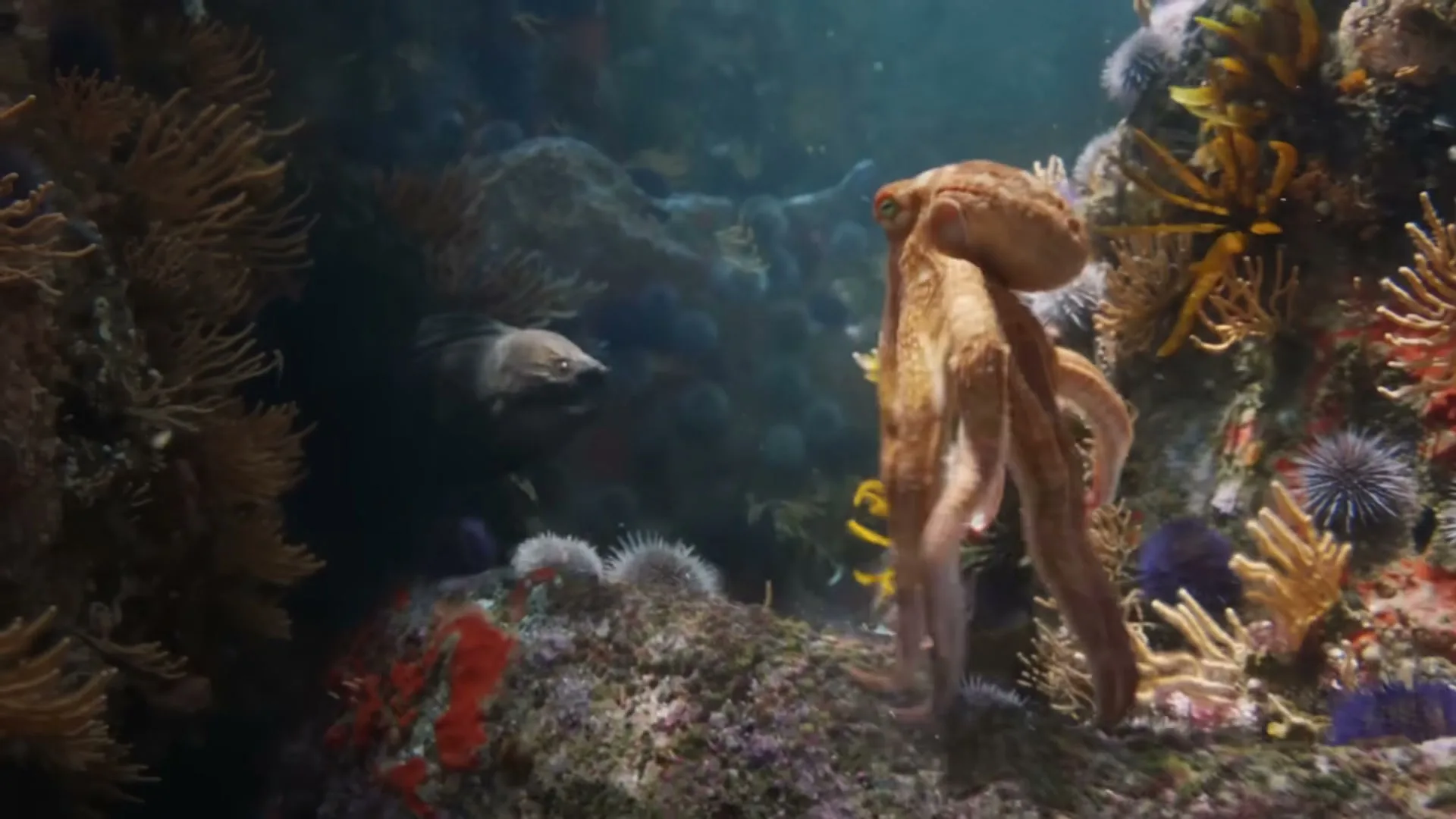 An octopus swims gracefully through a vibrant coral reef, encountering a moray eel in its path.