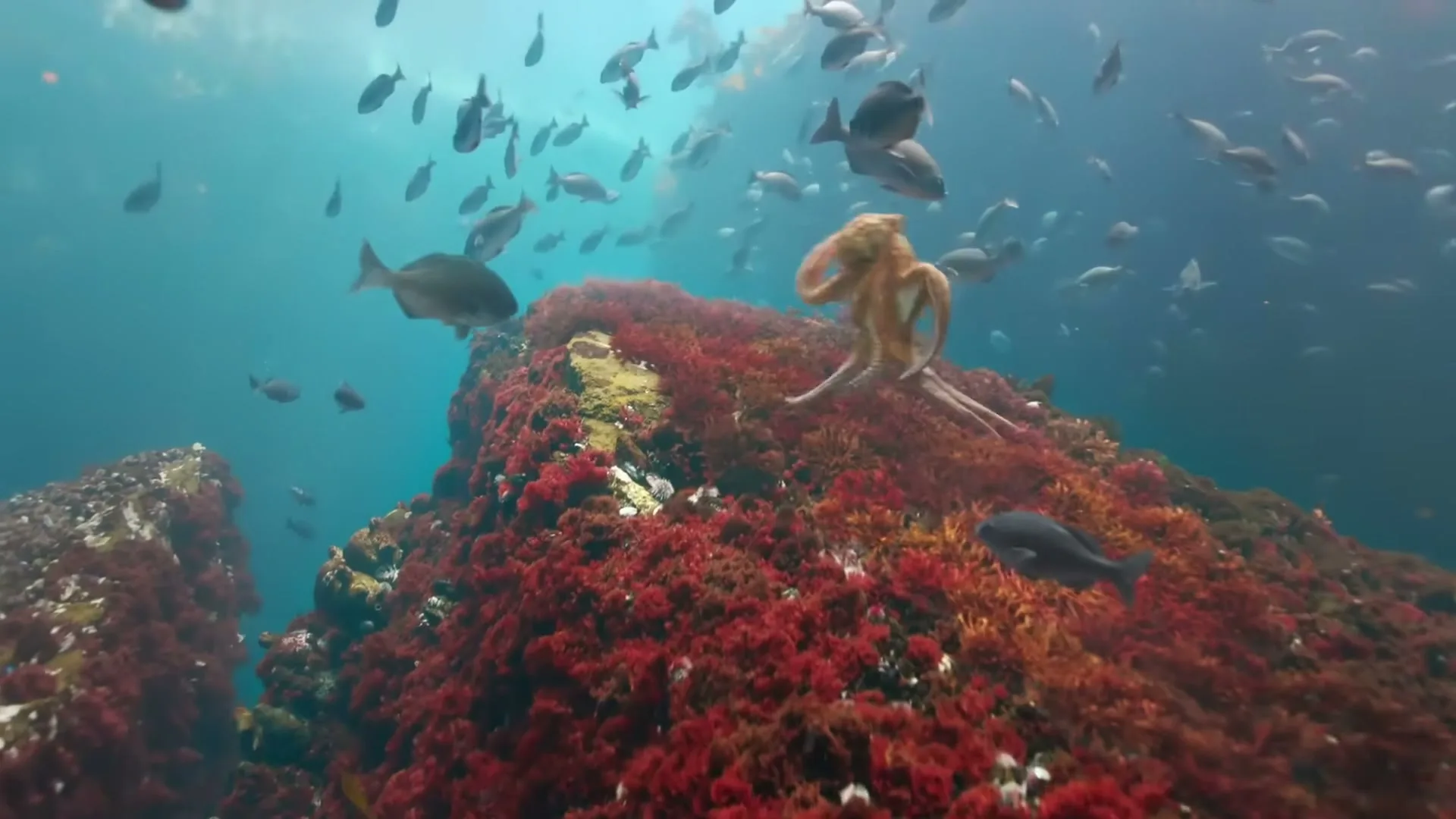 An octopus swims over a vibrant red coral reef, surrounded by schools of fish in clear blue water, with sunlight filtering from above.