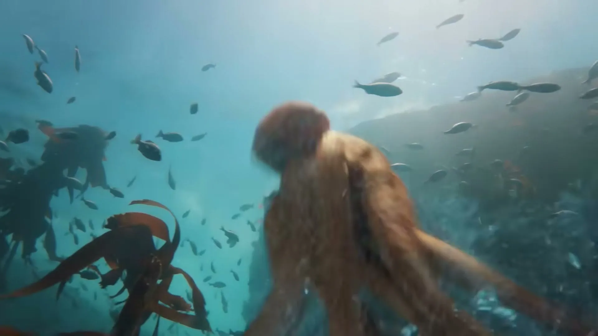 An octopus swims away from the camera, surrounded by schools of fish and kelp, in a bright underwater scene.