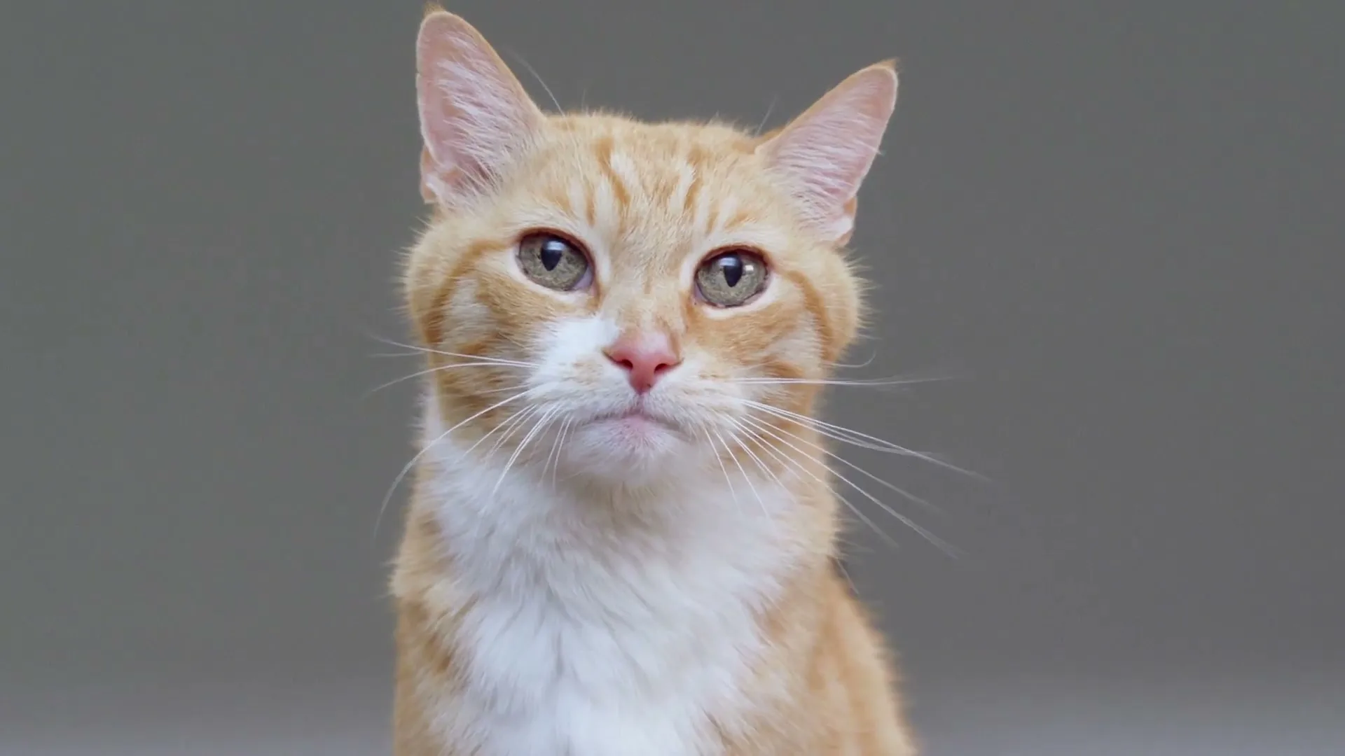 Honda “Meow is the Moment” (2019), frame 3