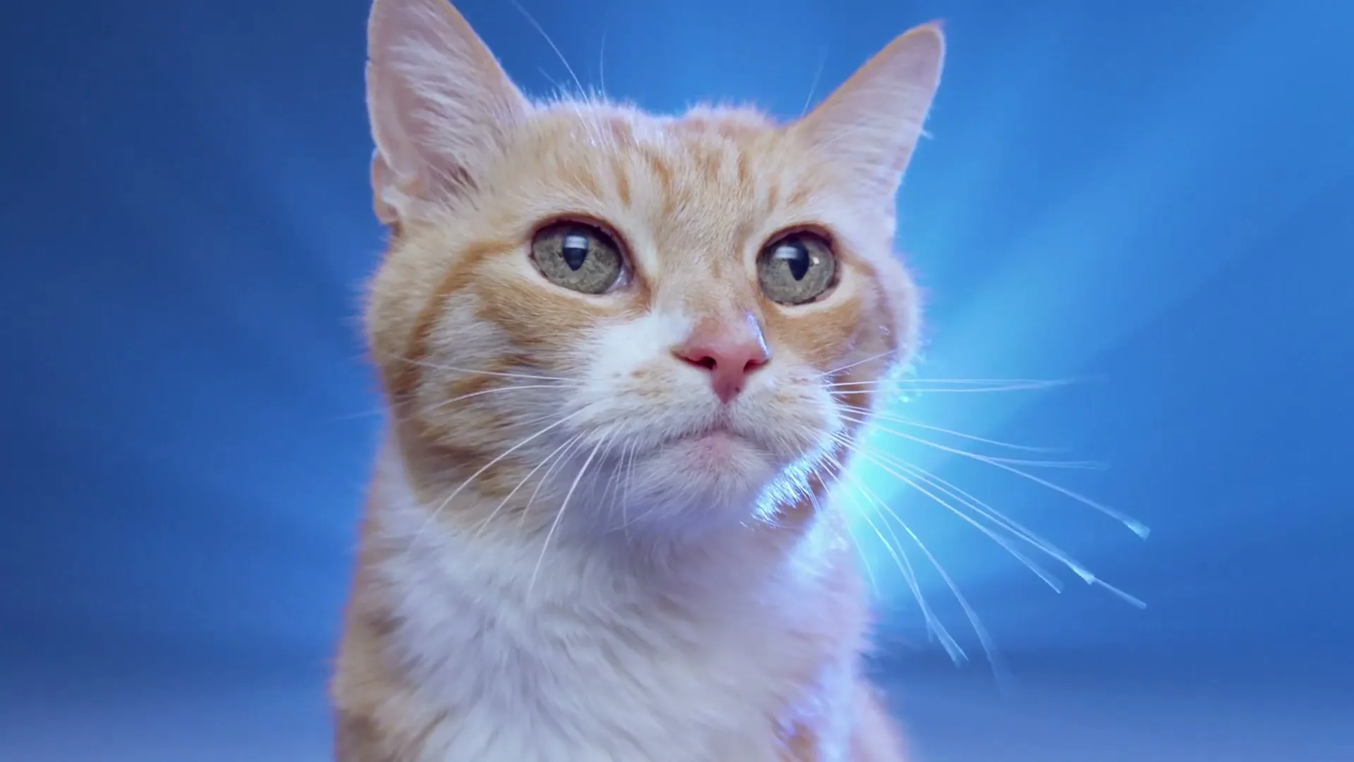 Honda “Meow is the Moment” (2019), frame 4