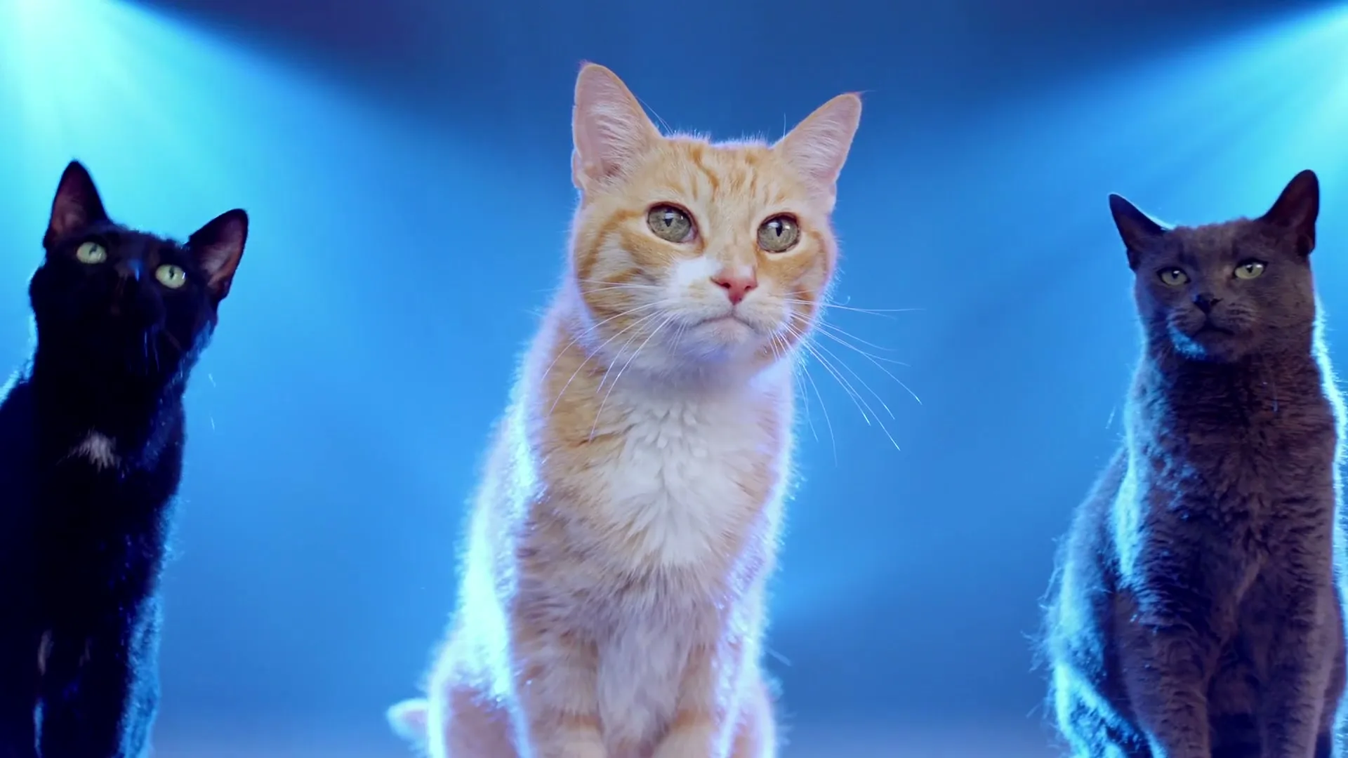 Honda “Meow is the Moment” (2019), frame 5