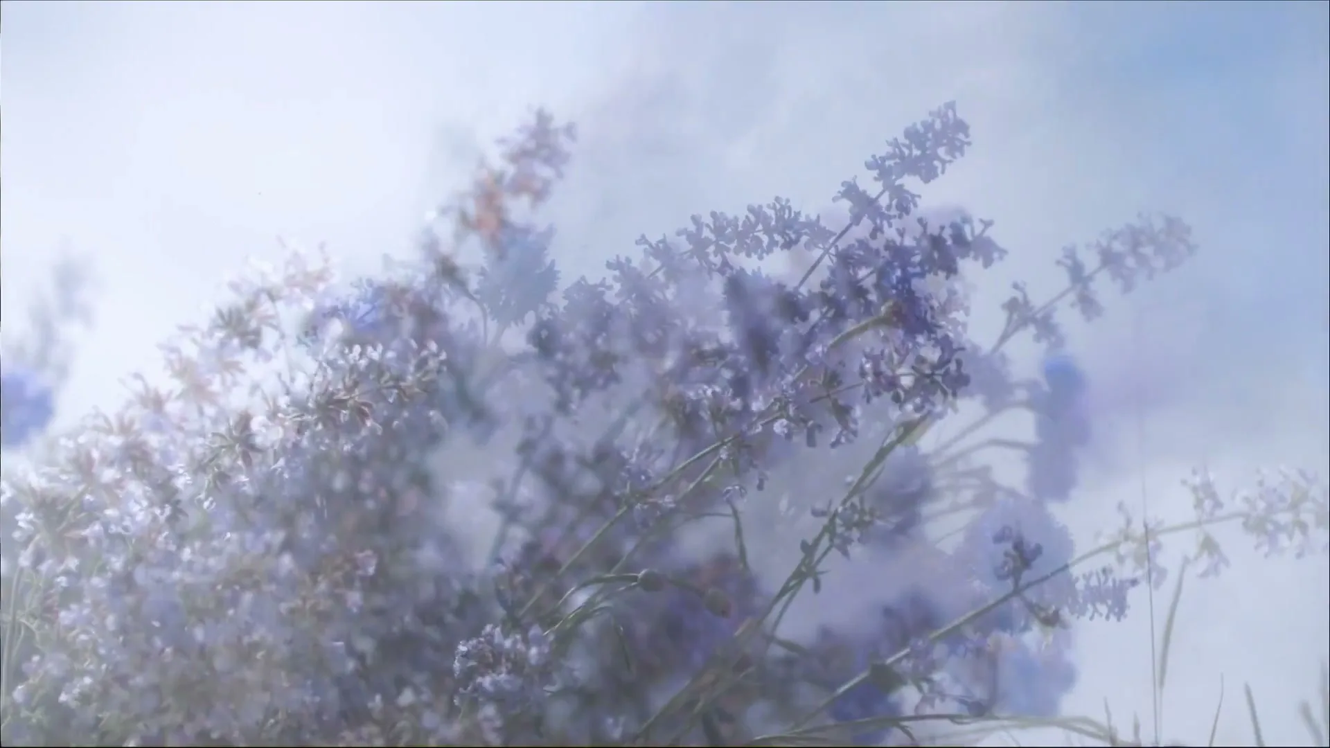 Betty Barclay “Wild Flower” (2022), frame 3