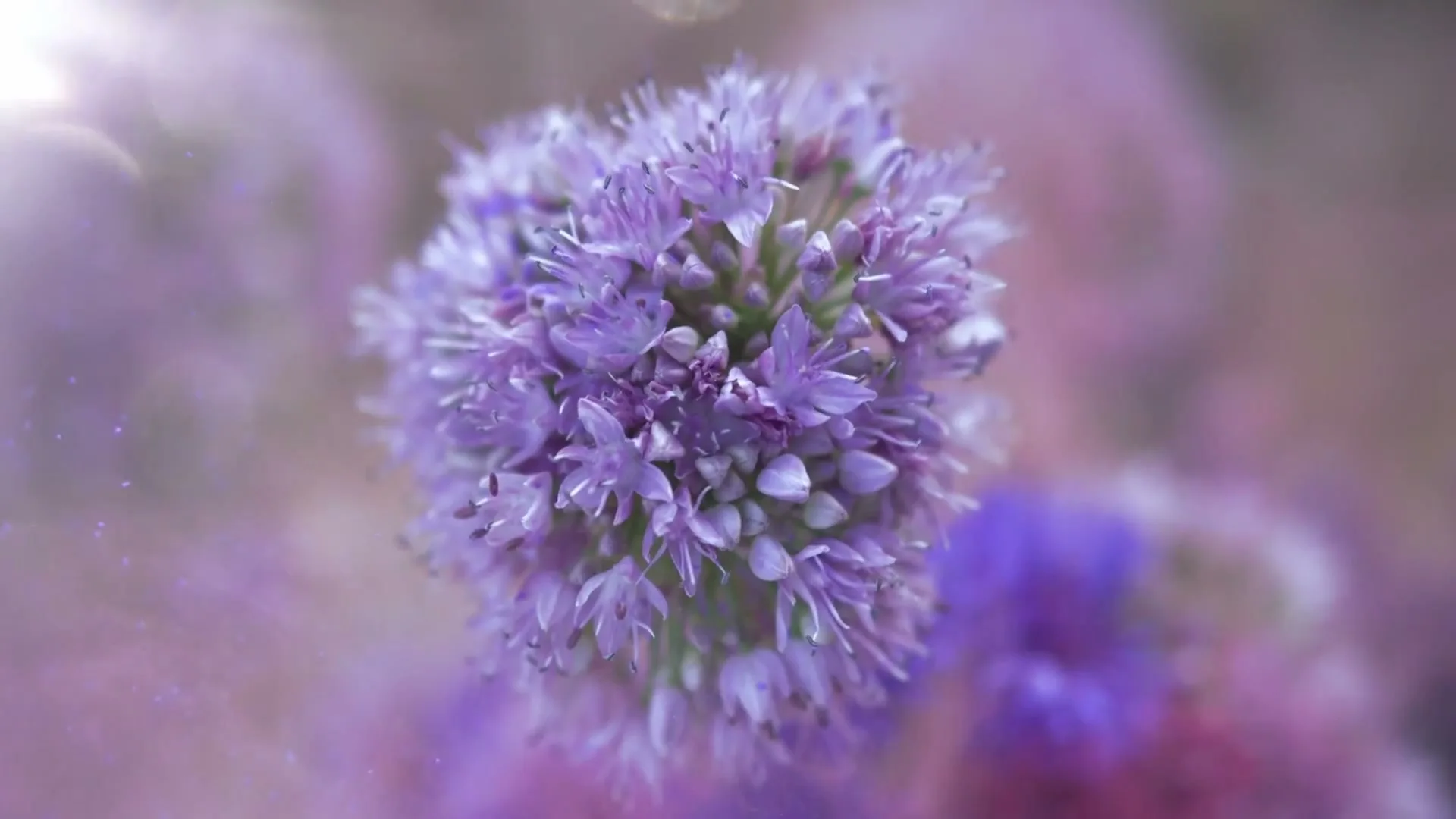 Betty Barclay “Wild Flower” (2022), frame 6