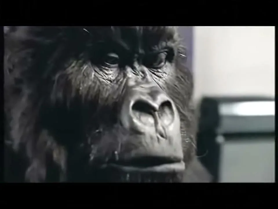 Dairy Milk “Gorilla” (2008), frame 4