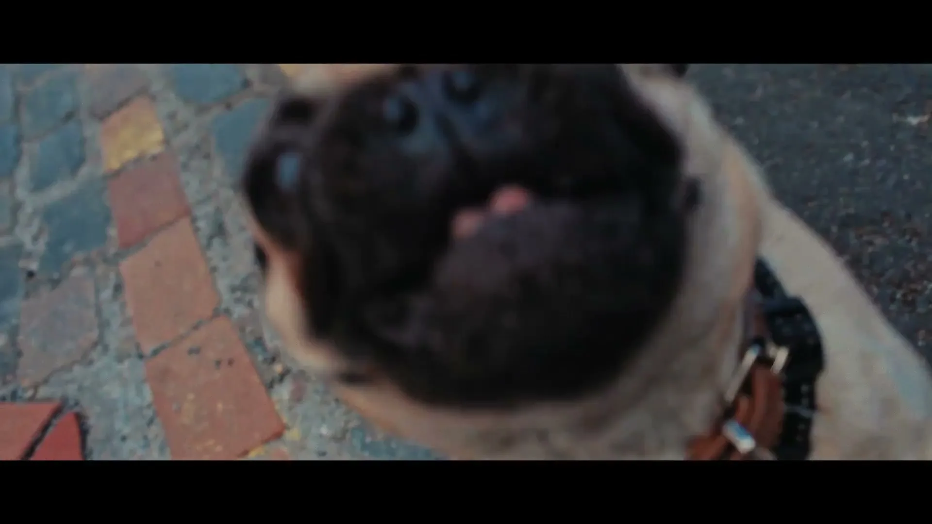 A cute pug dog with a harness and collar looks up at the camera on a colorful cobblestone street.