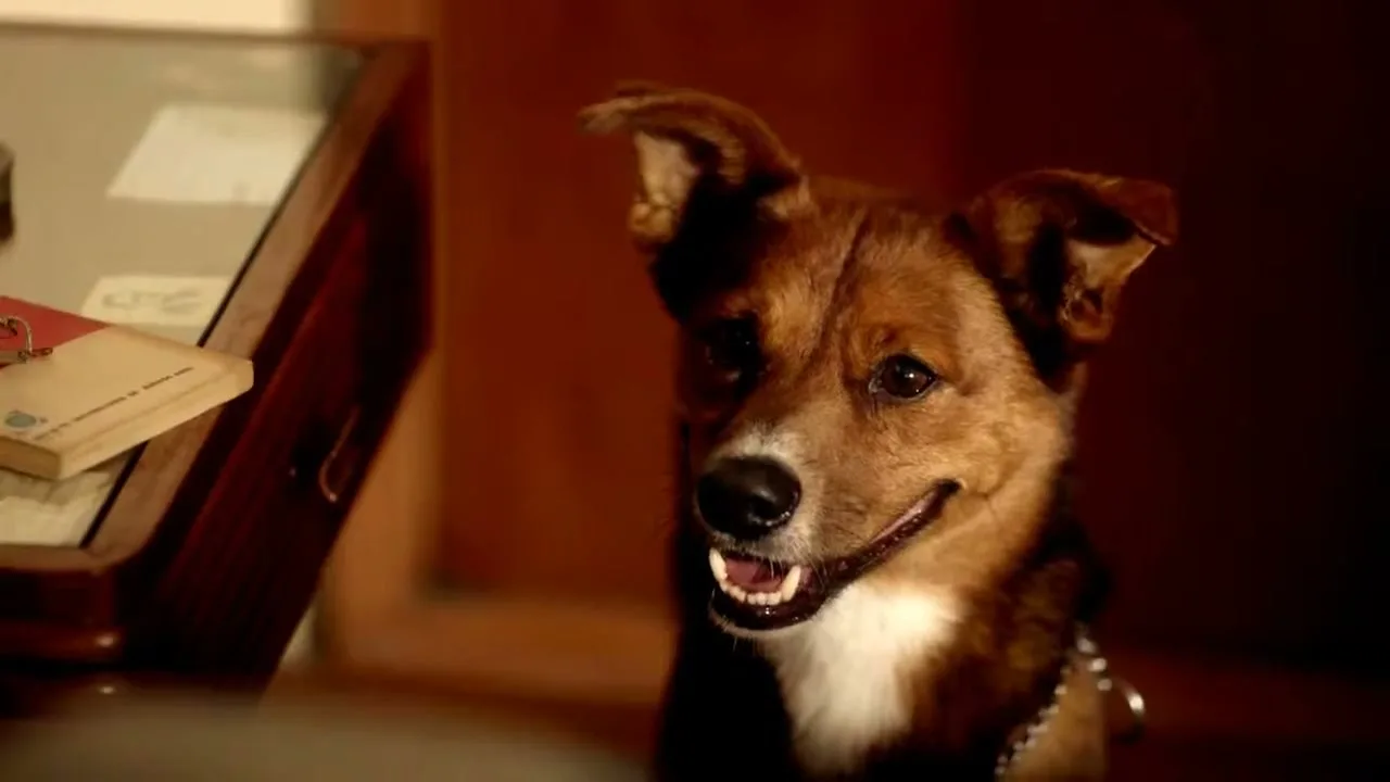 Fundación Argentina de Trasplante Hepático “The Man & The Dog” (2016), frame 2