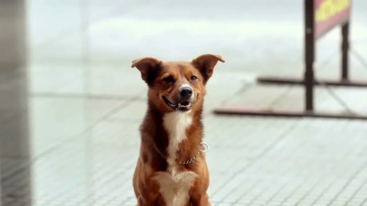 Fundación Argentina de Trasplante Hepático “The Man & The Dog” (2016), frame 4