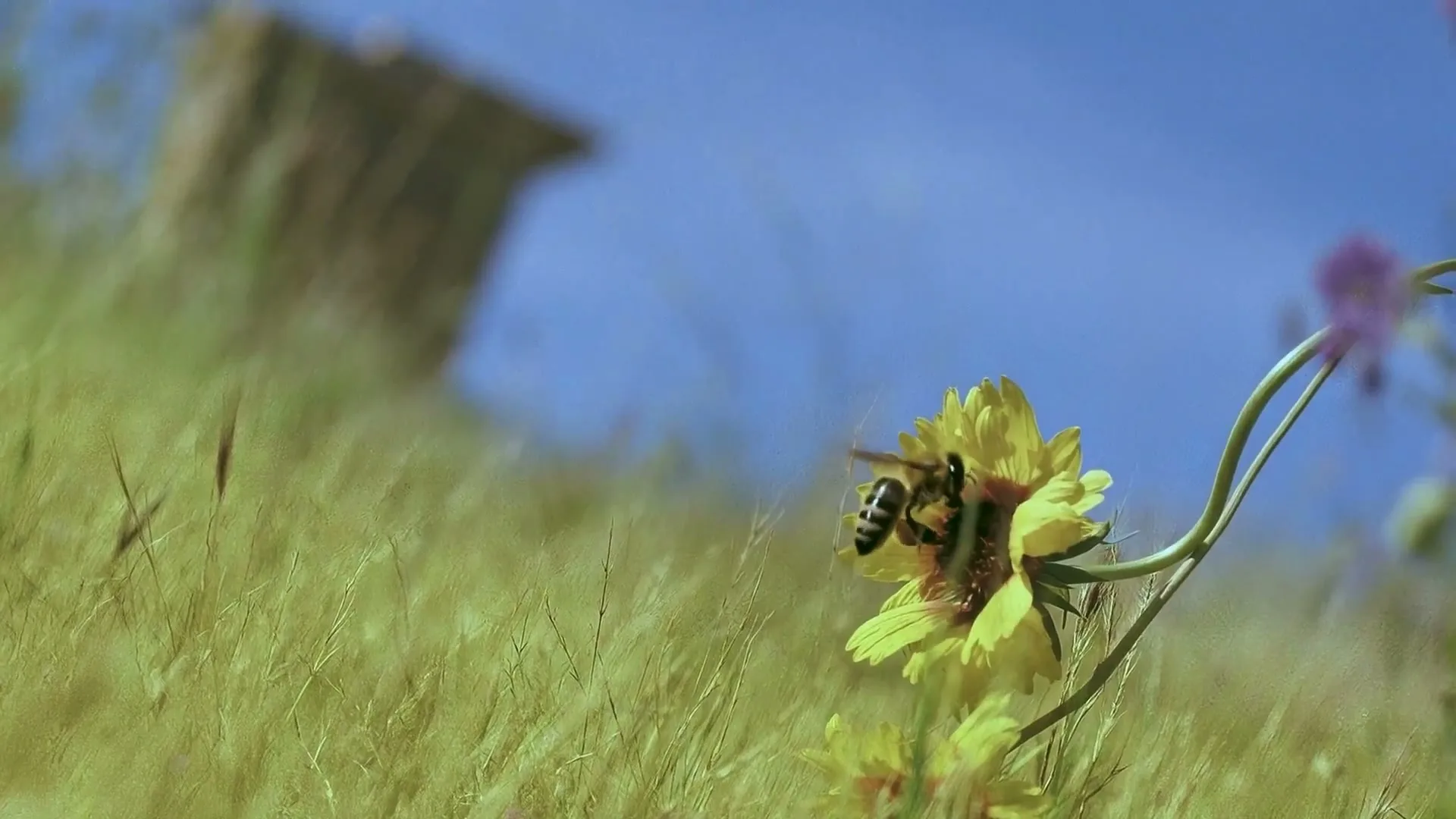 Beekeeper’s Naturals “A Love Letter to the Bees” (2026), frame 3