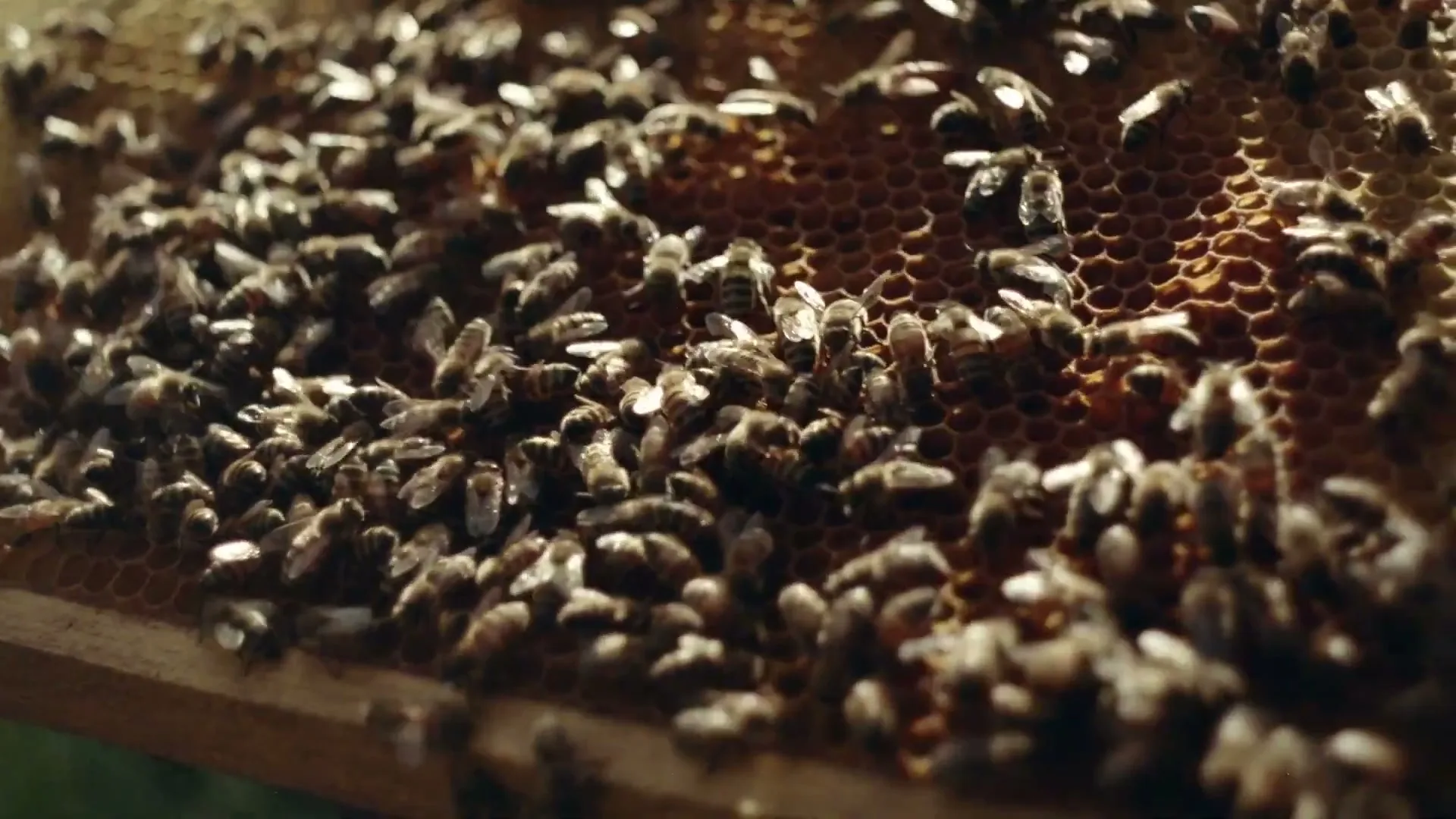 Beekeeper’s Naturals “A Love Letter to the Bees” (2026), frame 6