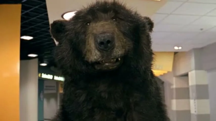 A large, dark brown bear stands in an interior setting, looking directly at the camera with a slightly open mouth.