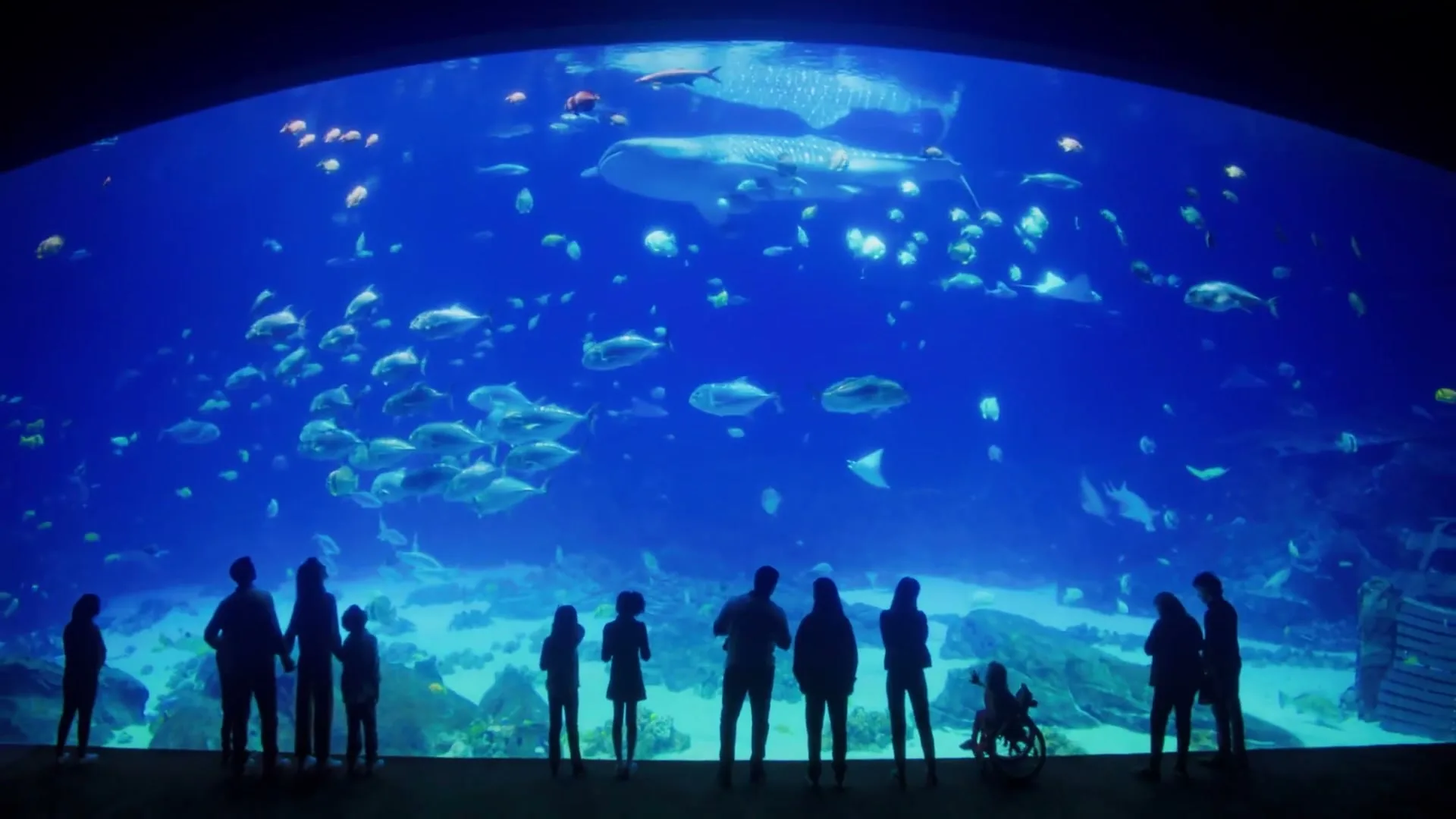 Georgia Aquarium "Where Wonder Lives" (2025) commercial still