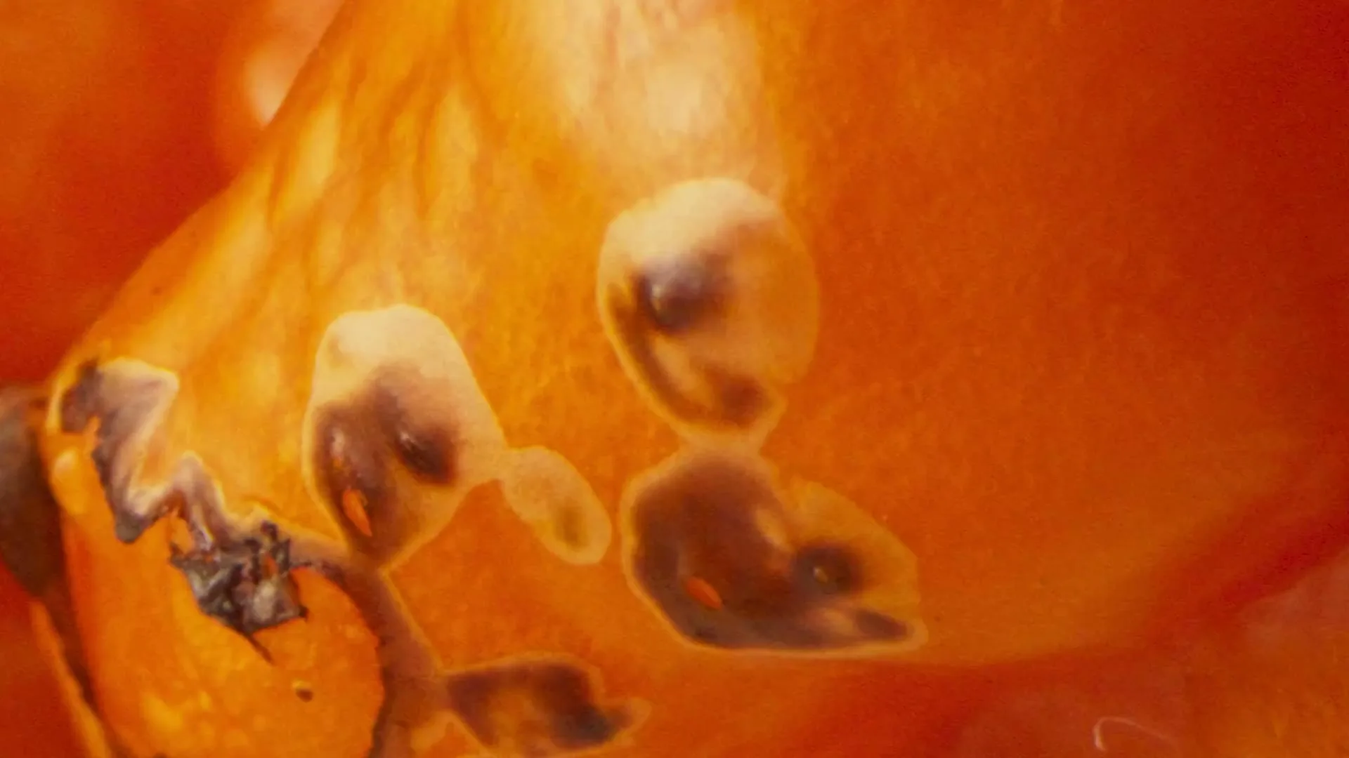 Farmer Nate's “Hot Sauce” (2025), frame 3
