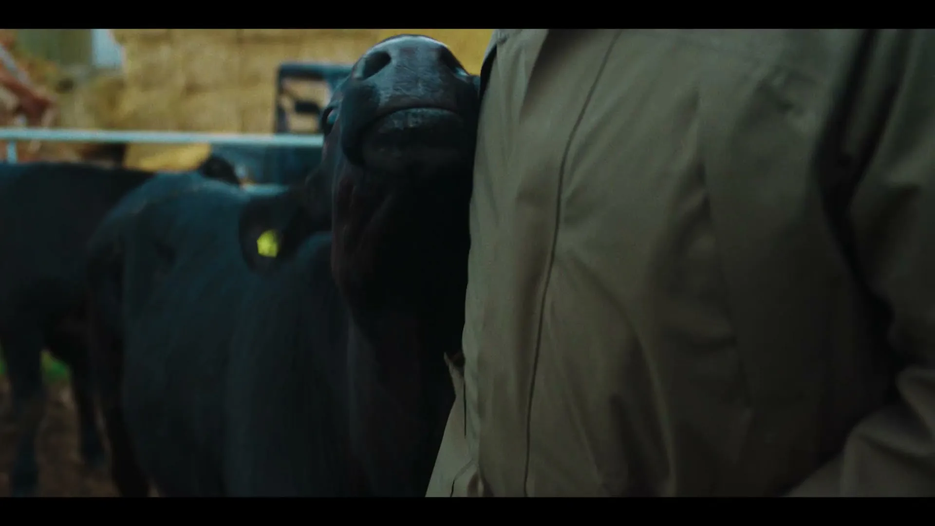 M&S Food "Farm to Foodhall - Beef Part 1" (2024) commercial still