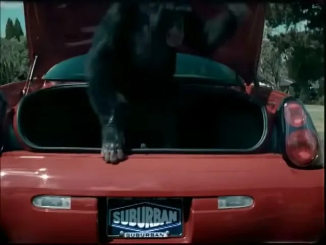 A chimpanzee emerges from the trunk of a red car, looking around before fully climbing out onto the road.