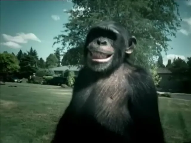 A chimpanzee with a wide grin stands in a suburban backyard on a sunny day, looking directly at the camera.