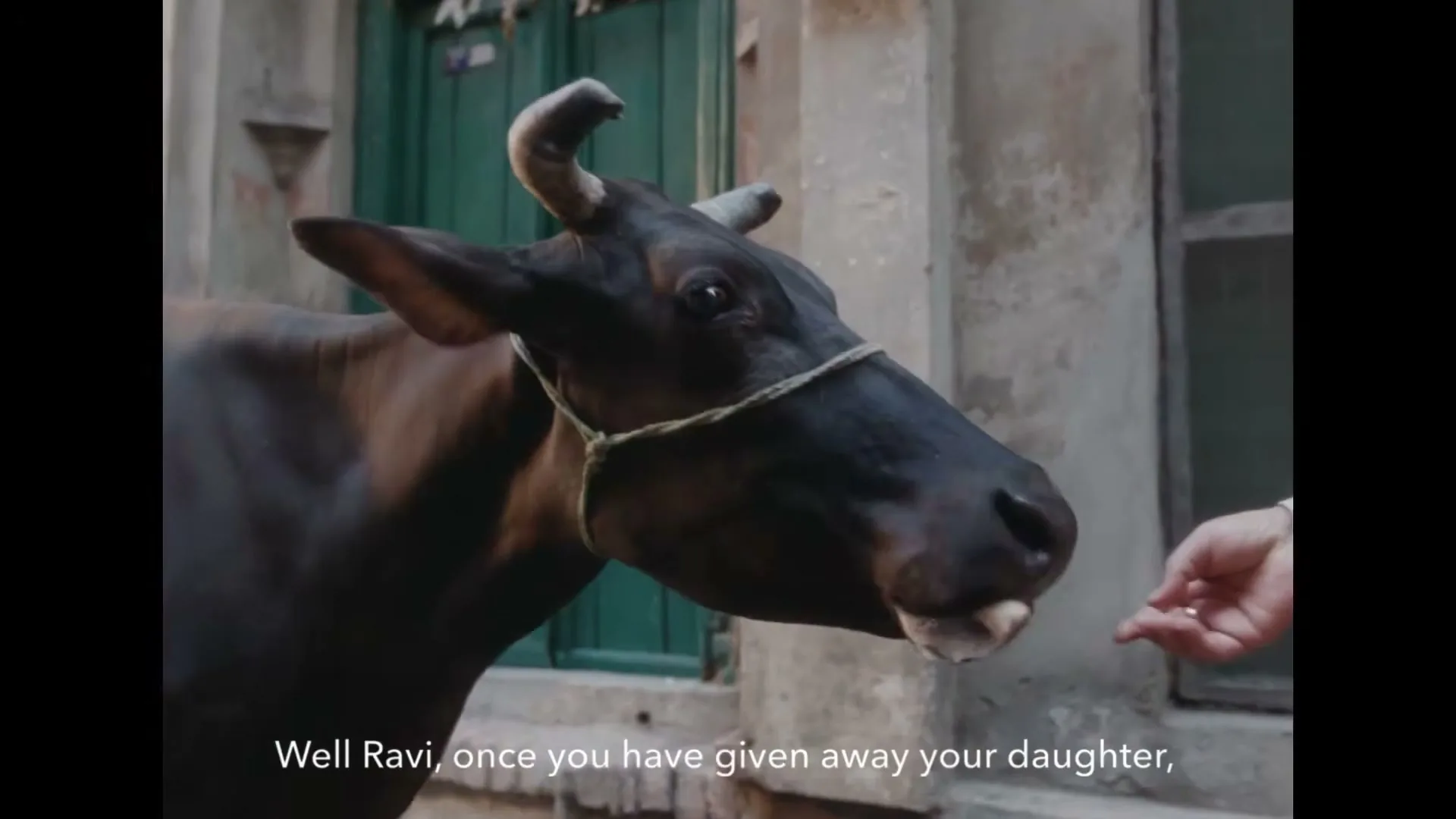 A black cow with a rope around its head is being fed by a person's hand in front of an old building with a green door.