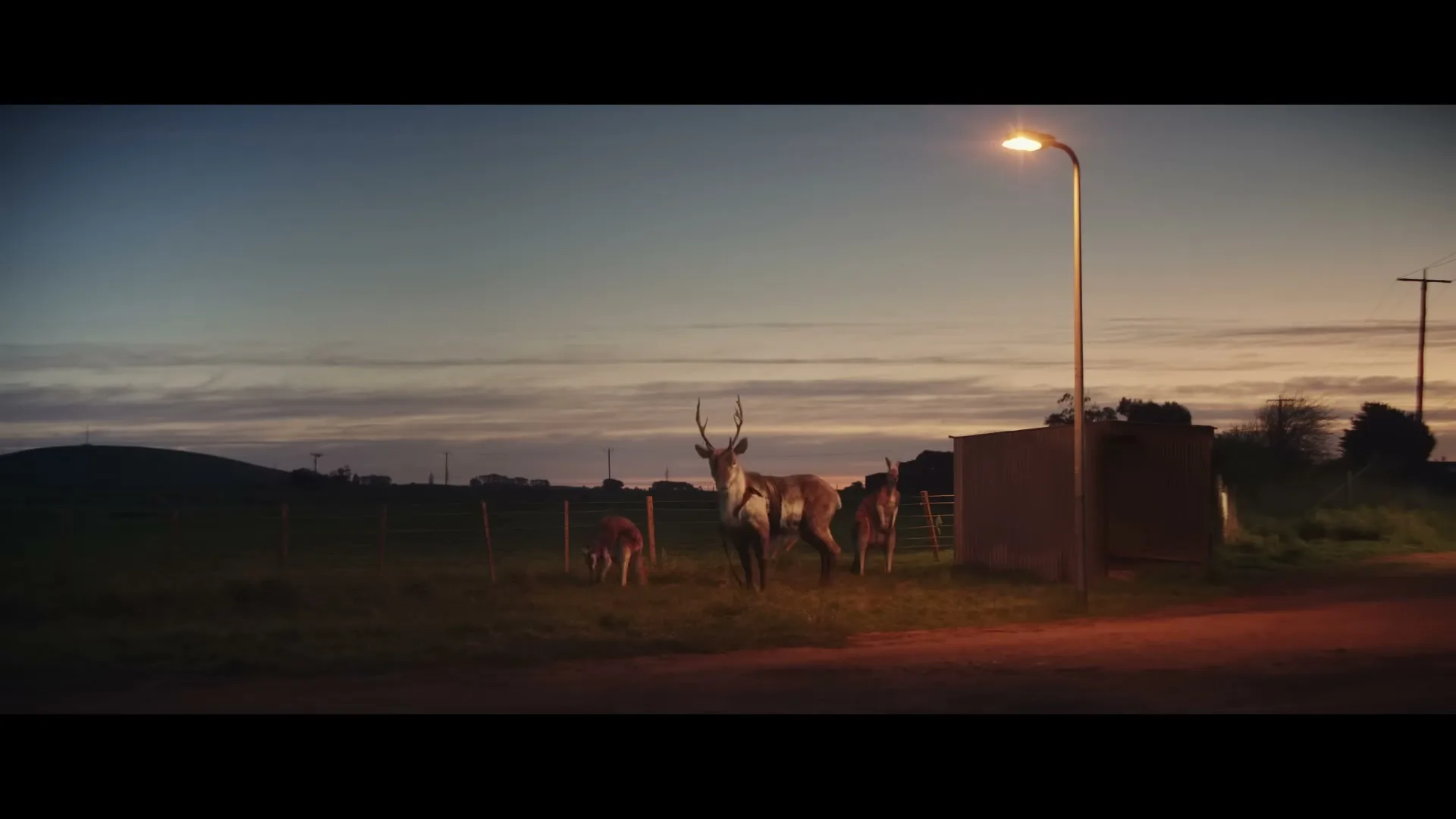 A wide shot shows three reindeer, one with antlers, standing in a grassy field next to a dirt road and a street light at dusk.