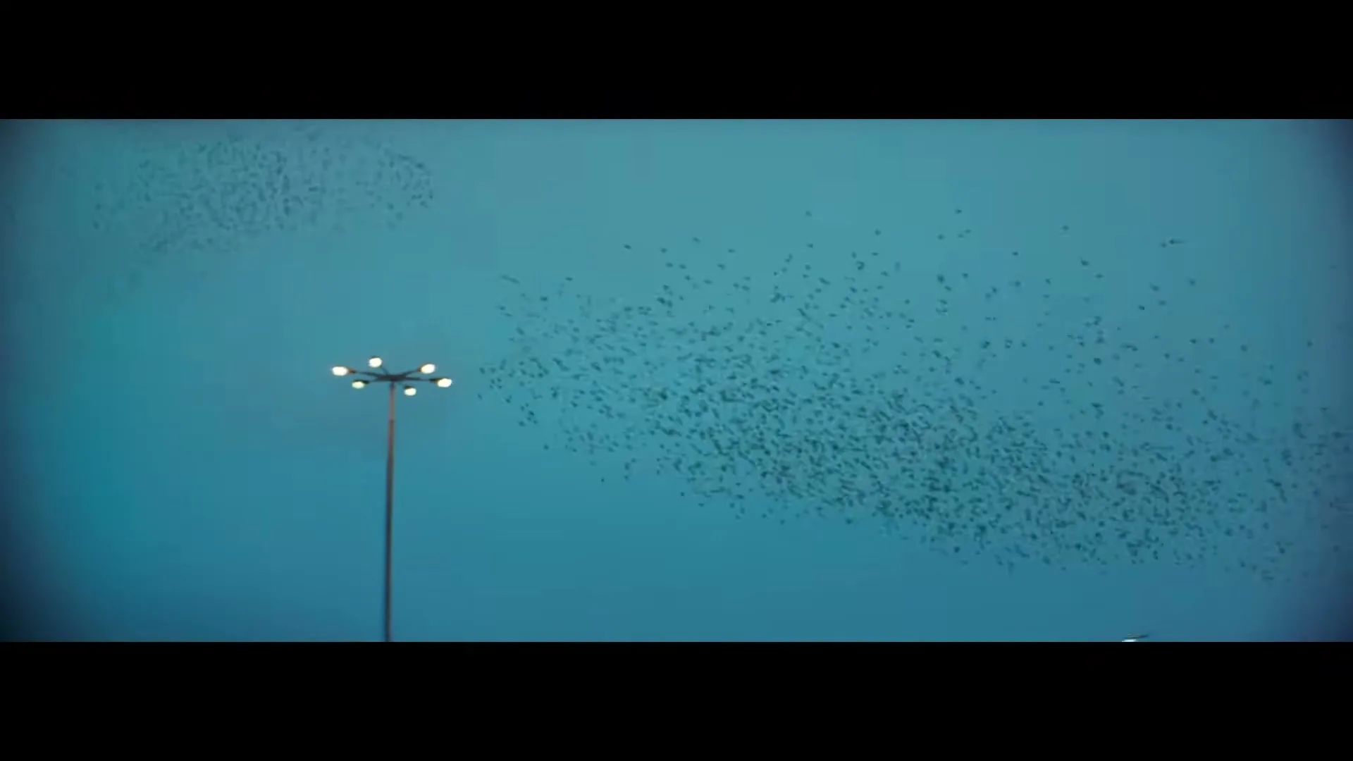 A woman looks out at a flock of birds flying in the blue hour sky, with a street light and buildings in the background.