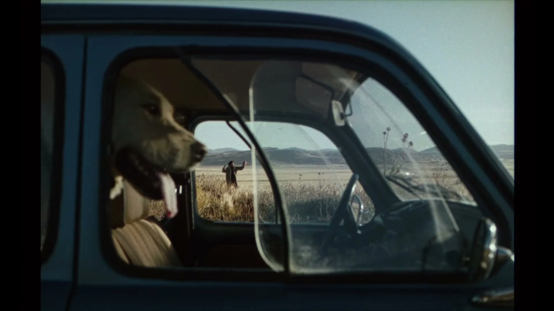 A golden retriever dog with its tongue out looks out the window of a vintage car, watching a person in the distance in a field.