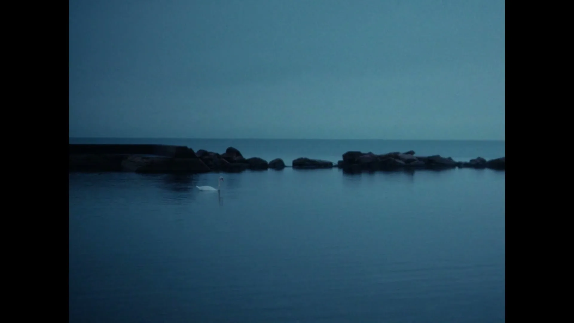 A lone white swan swims gracefully on a calm, dark blue body of water, with a rocky shoreline and a hazy horizon under a muted sky.