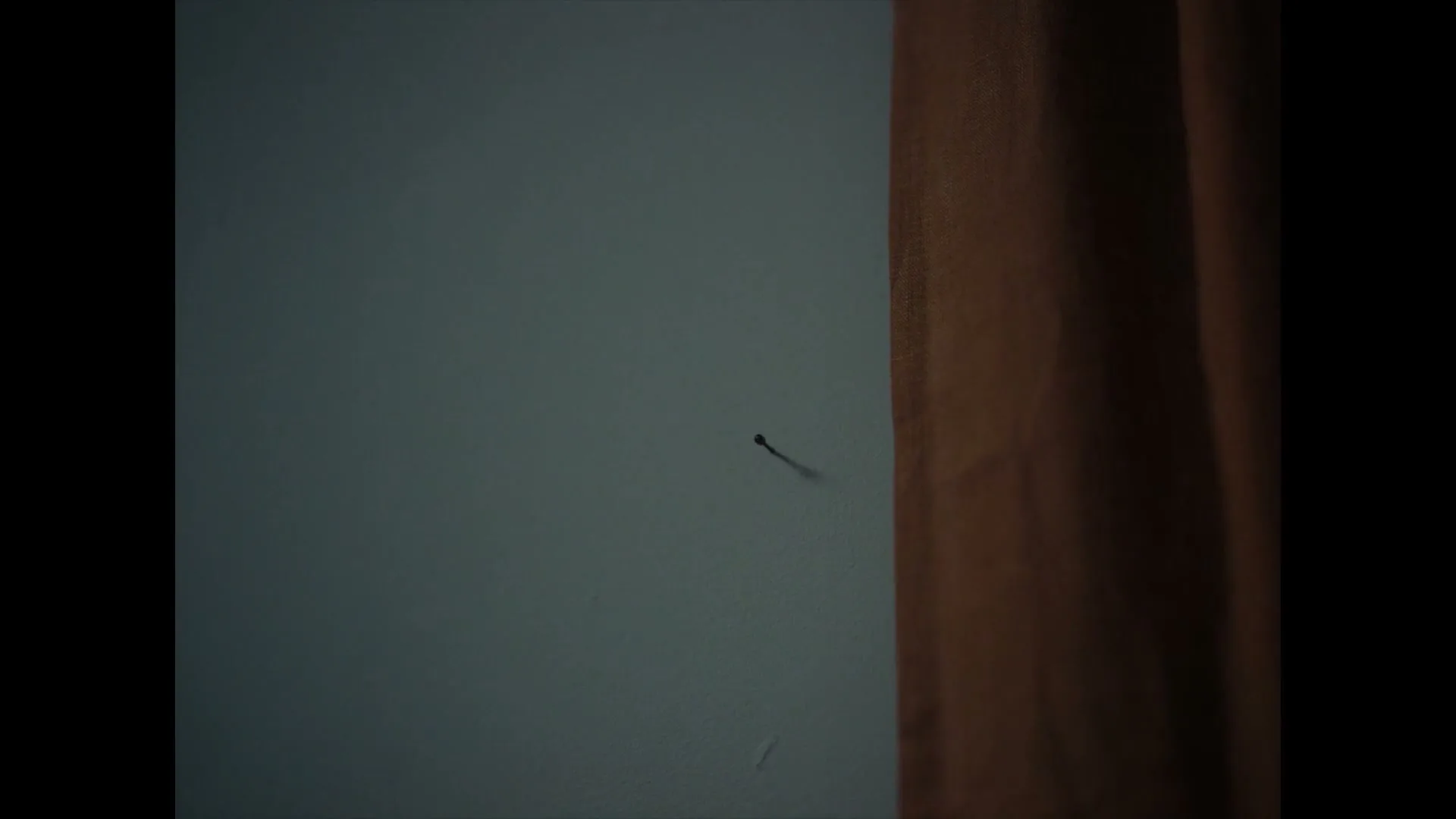 A small, dark insect is seen on a light blue wall, with a brown curtain visible on the right side of the frame.