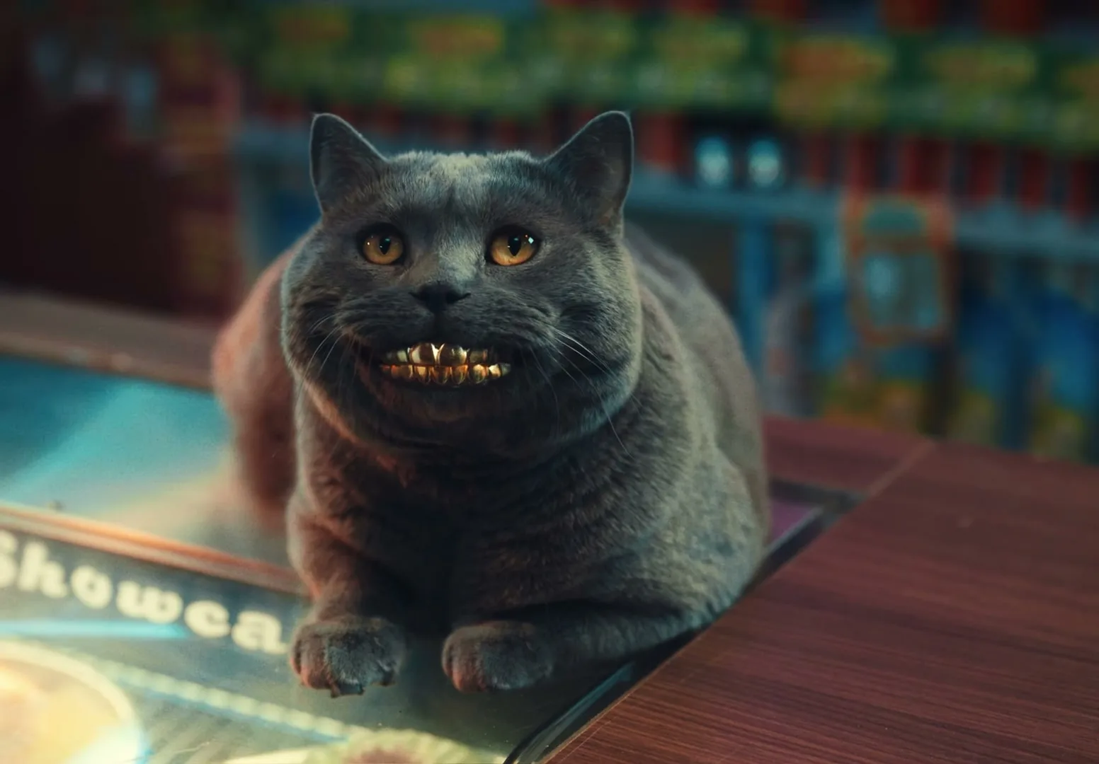 A fluffy grey cat with golden grillz on its teeth lies on a wooden counter in a dimly lit store, looking directly at the camera.