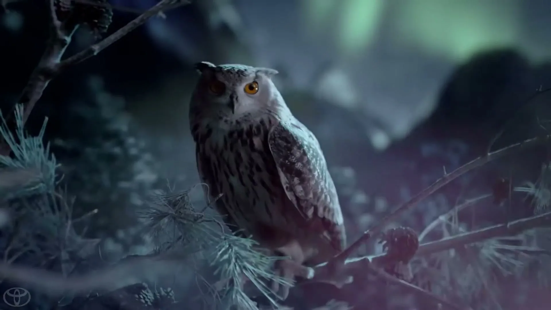 A majestic owl with bright orange eyes perches on a frosted pine branch at night, looking directly at the camera.