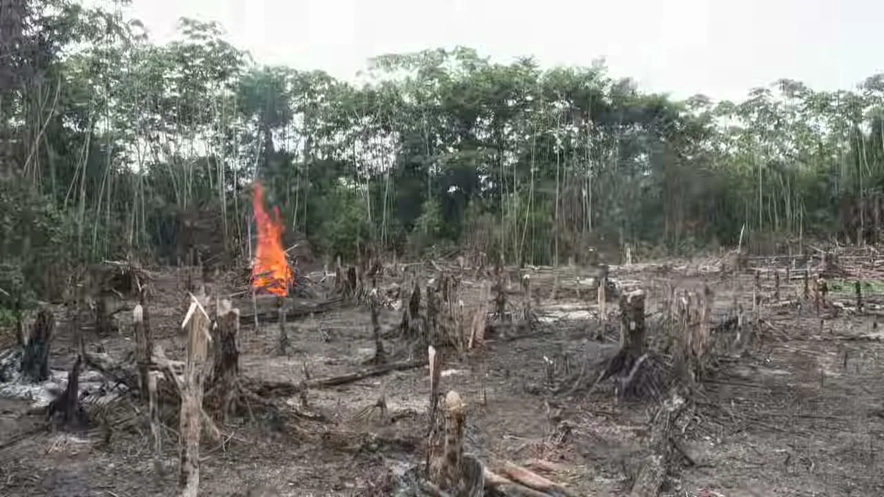 A wide shot shows a deforested area with tree stumps and a large fire burning in the middle ground, surrounded by lush green forest under a bright sky.