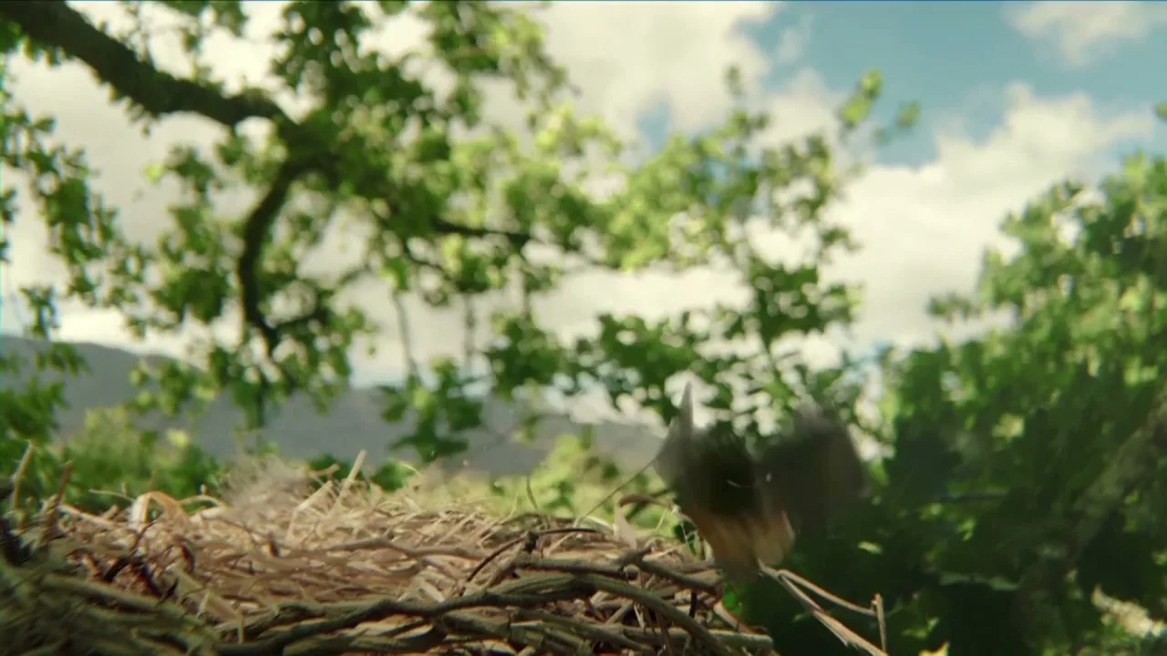 Hallmark "Motherbird" (2012) commercial still