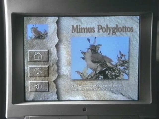 A close-up shot of a computer monitor displaying an image of a bird on a branch with text about "Mimus Polyglottos."