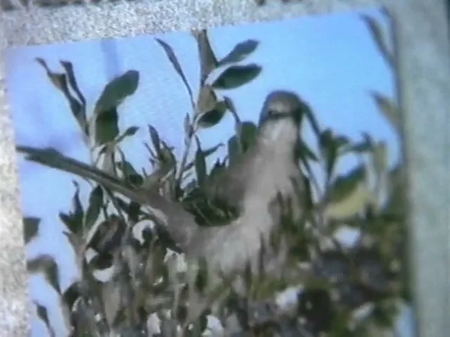 A close-up shot of a bird, a Northern Male Mockingbird, perched among green leaves against a blue sky, from a book page.