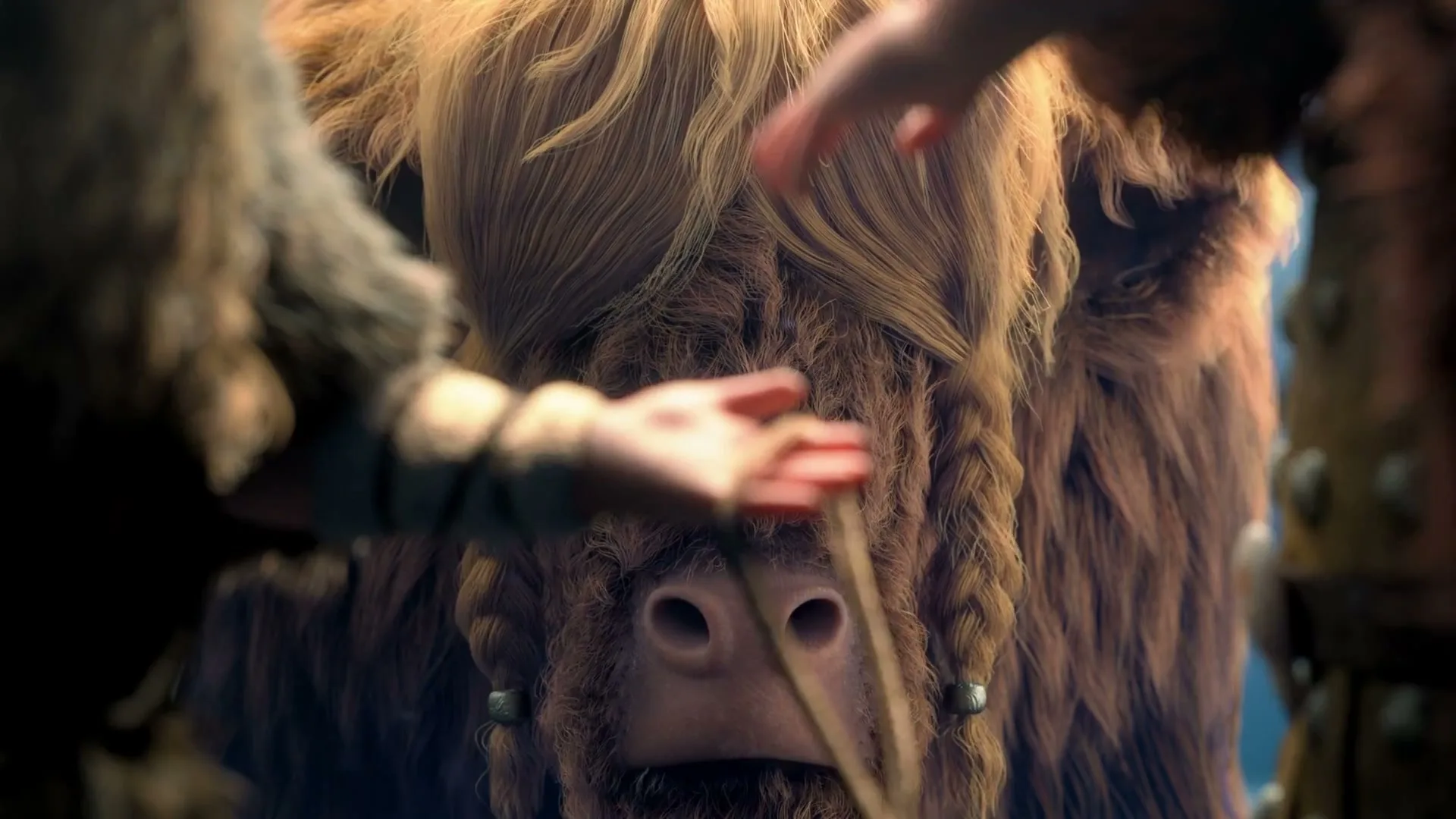 A person's hand gently strokes the nose of a shaggy, brown Highland cow with braided hair, in a close-up shot.