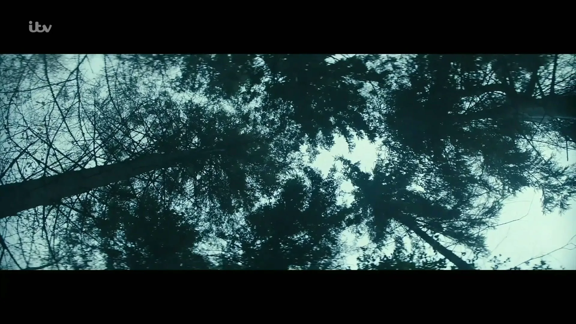 A low-angle shot looks up at tall, dark pine trees swaying against a bright, overcast sky in a forest.