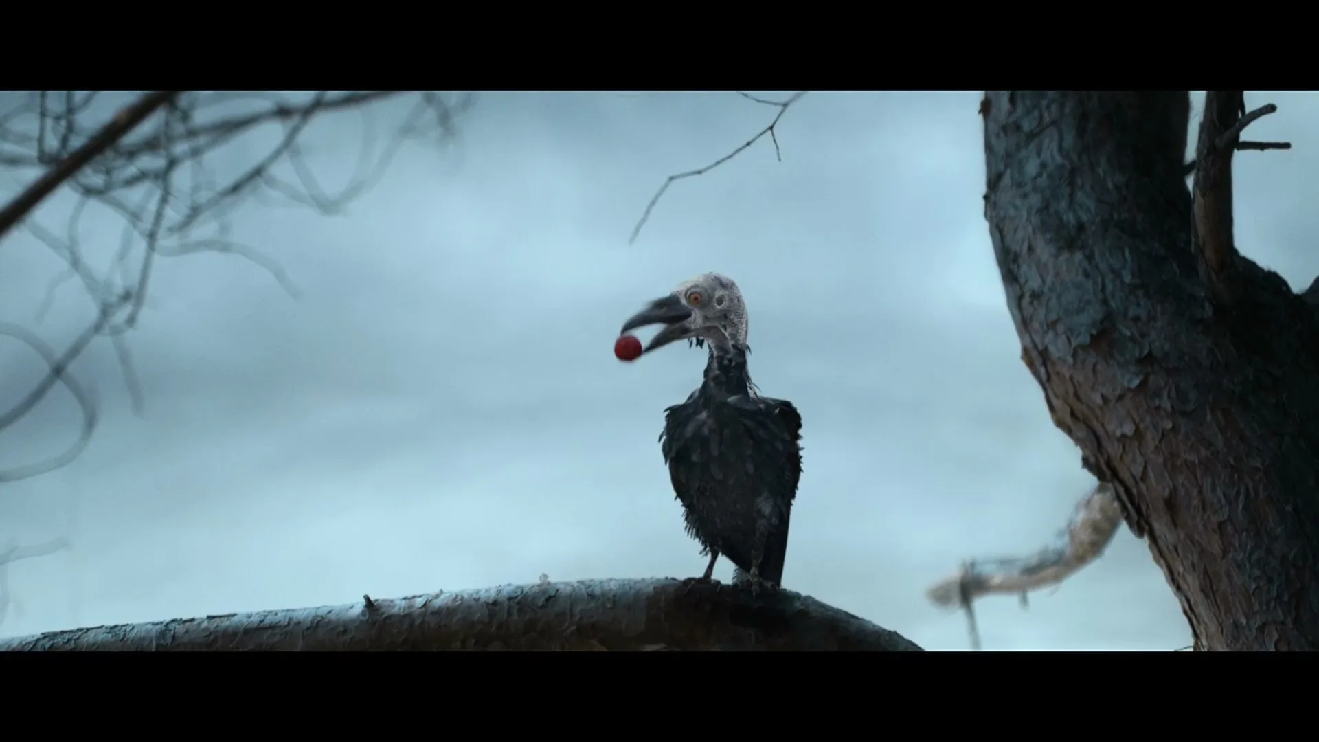 A vulture-like bird with dark feathers and a pale head sits on a tree branch, trying to catch a red berry hanging from a thin twig against a cloudy sky.
