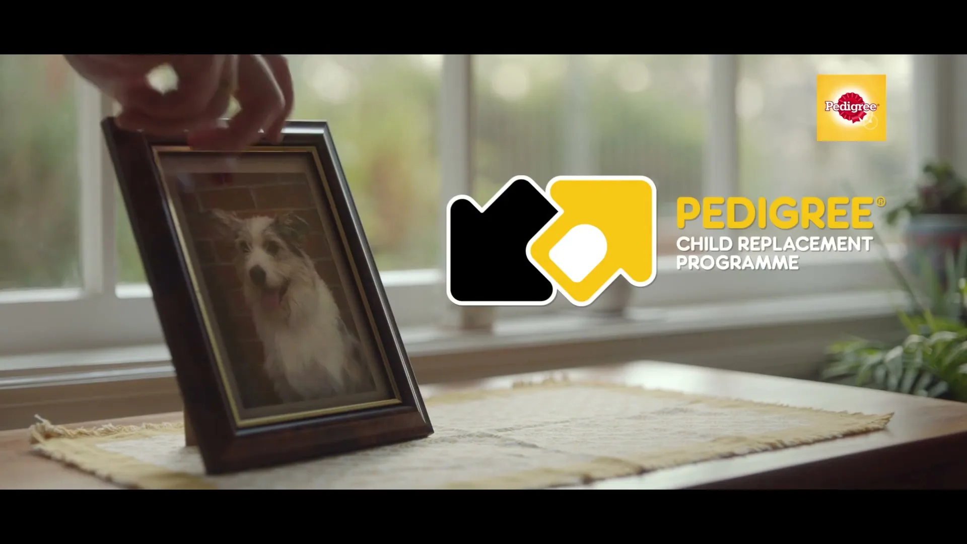 Pedigree "The Child Replacement Programme" (2018) commercial still