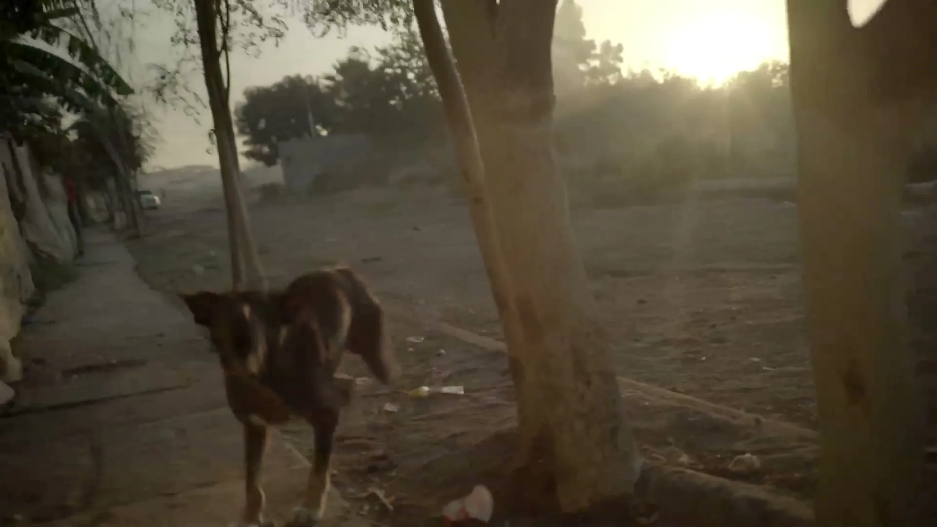 A stray dog walks on a dirt path next to a sidewalk, with the sun setting in the hazy background.