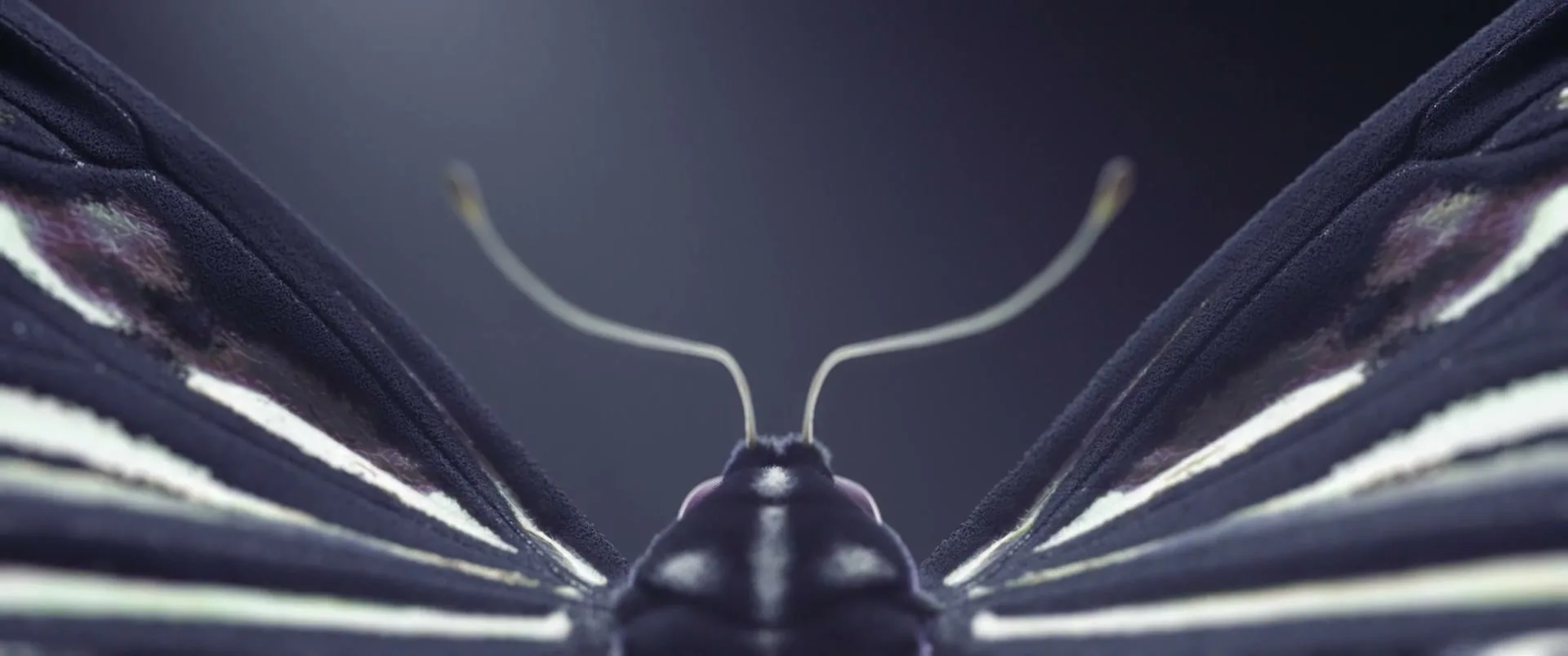 A macro shot of a black butterfly with white stripes on its wings, slowly flapping them against a dark background.