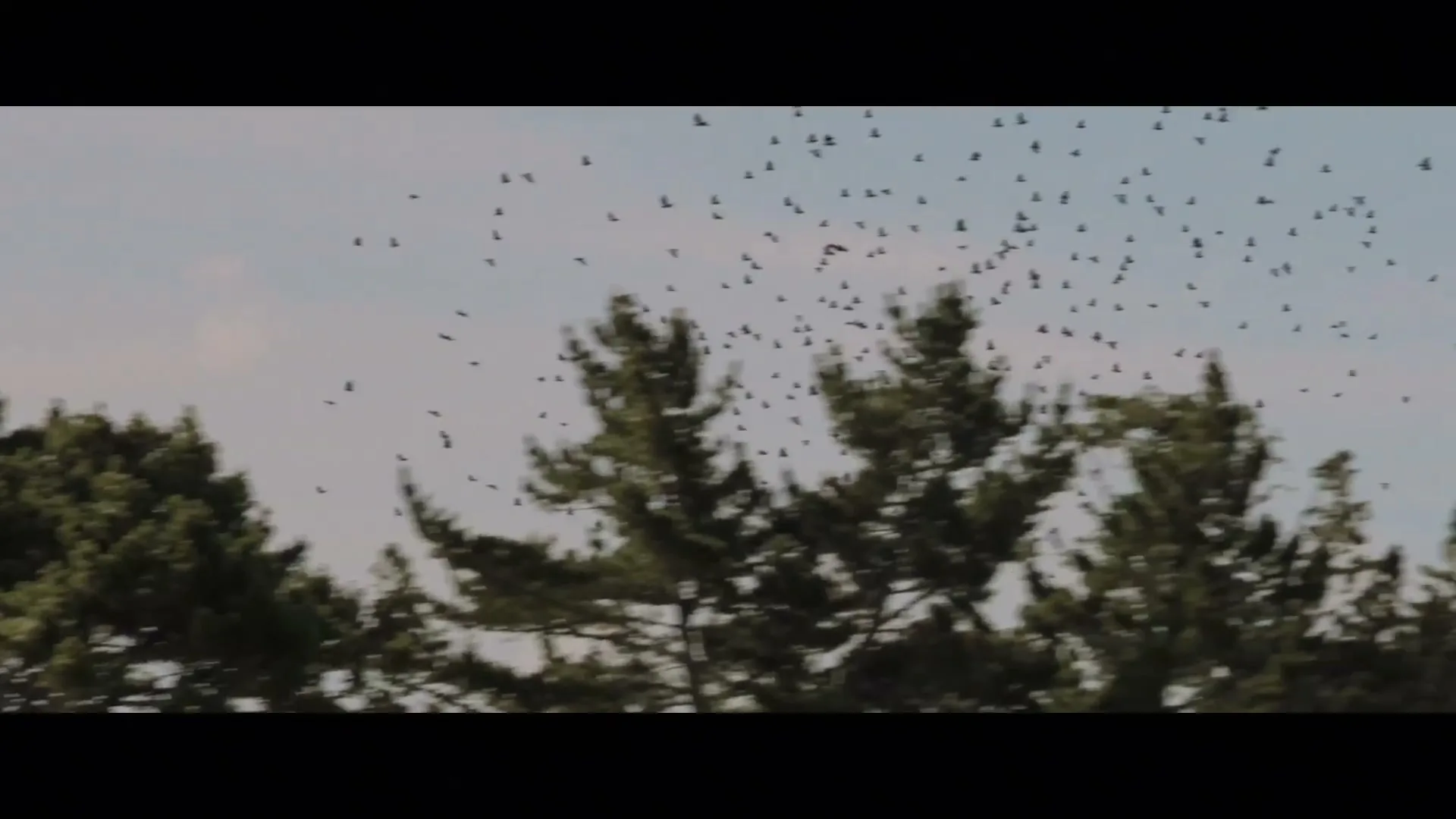 A large flock of small birds, a murmuration, flies across a pale blue sky above the dark green tops of pine trees.