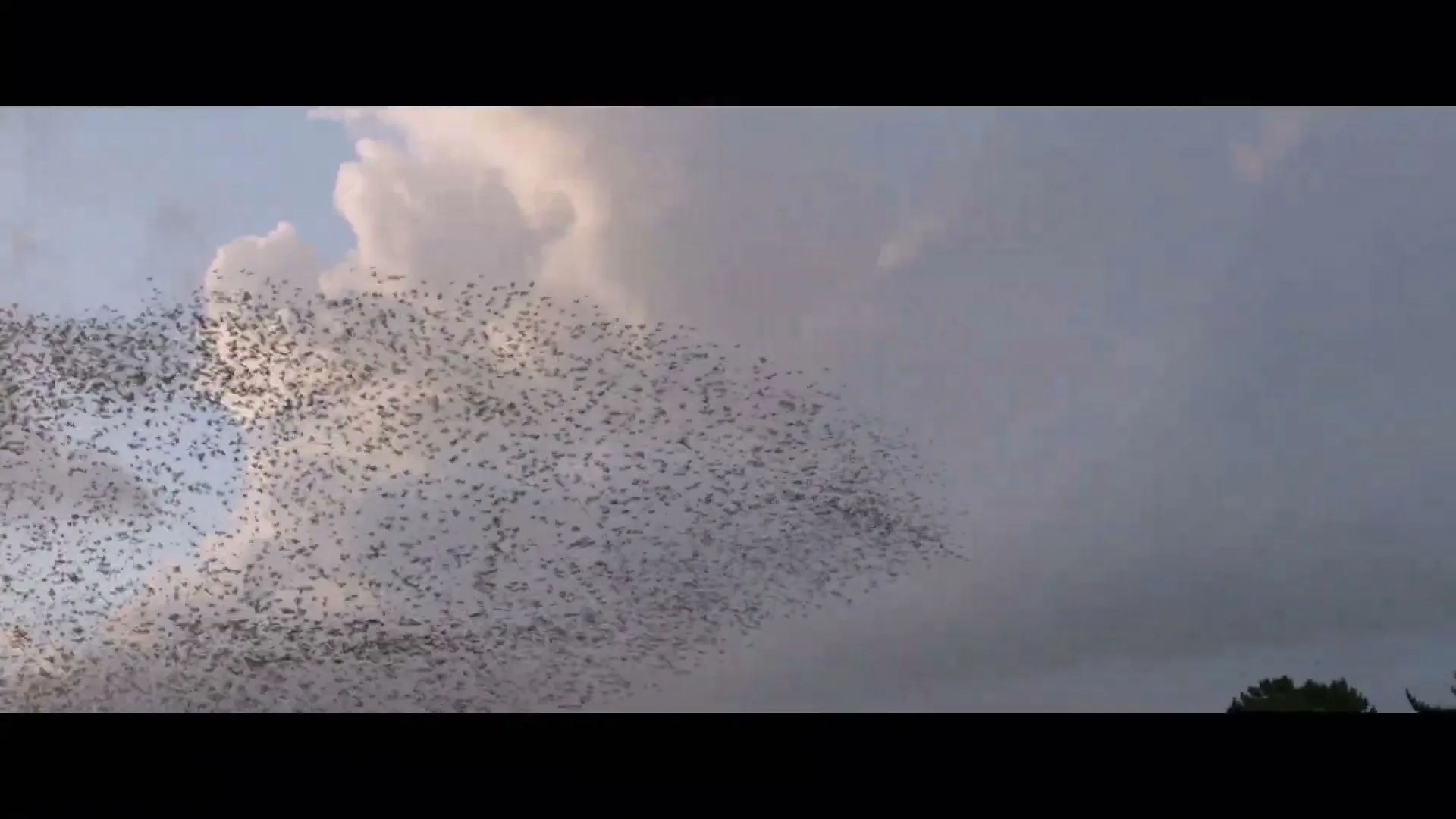 A large flock of starlings forms a murmuration against a cloudy sky, with trees visible at the bottom right.