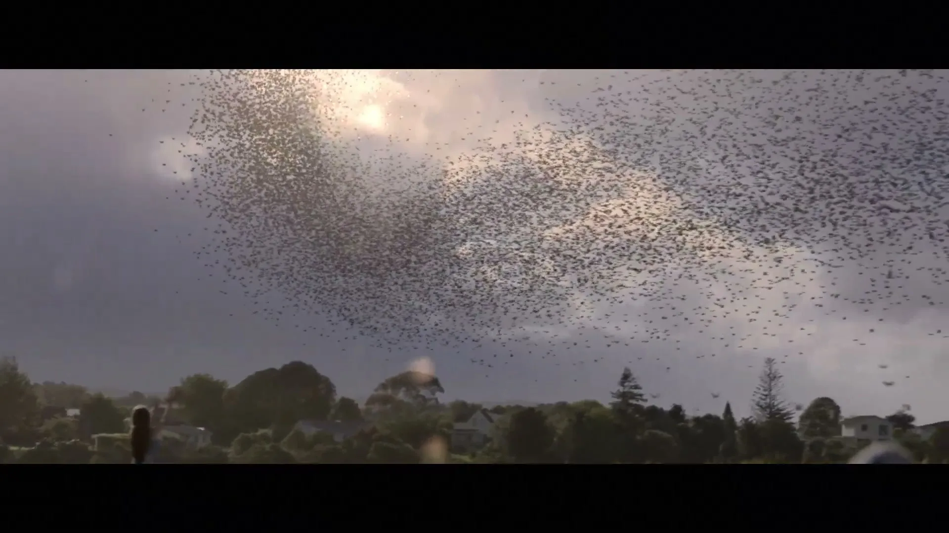 A young girl stands in a field, looking up at a massive murmuration of starlings swirling against a bright, cloudy sky over a rural landscape.
