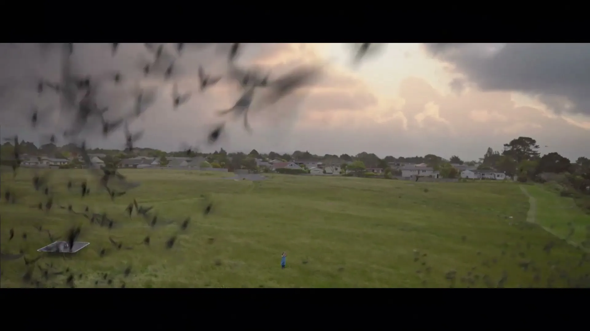 A wide shot shows a young boy in a blue shirt standing in a green field, surrounded by a swirling flock of black birds, with suburban houses in the background under a cloudy sky.