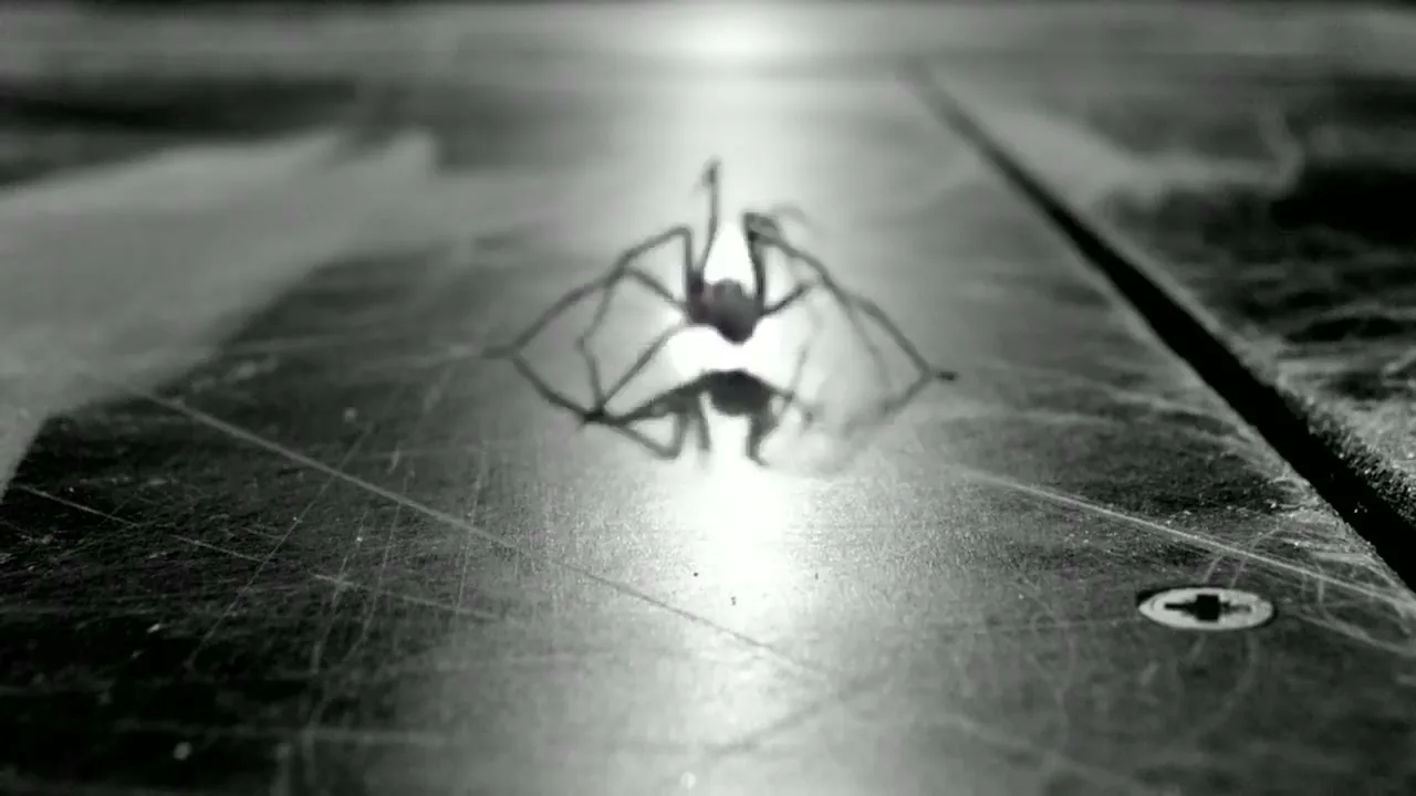 A black spider with long legs is seen in a low-angle, extreme closeup shot, walking across a dark, reflective surface.