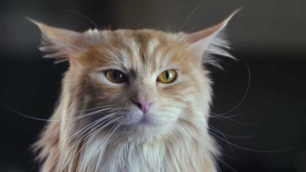 A fluffy ginger cat with heterochromia looks directly at the camera, its expression serious, against a dark, blurred background.