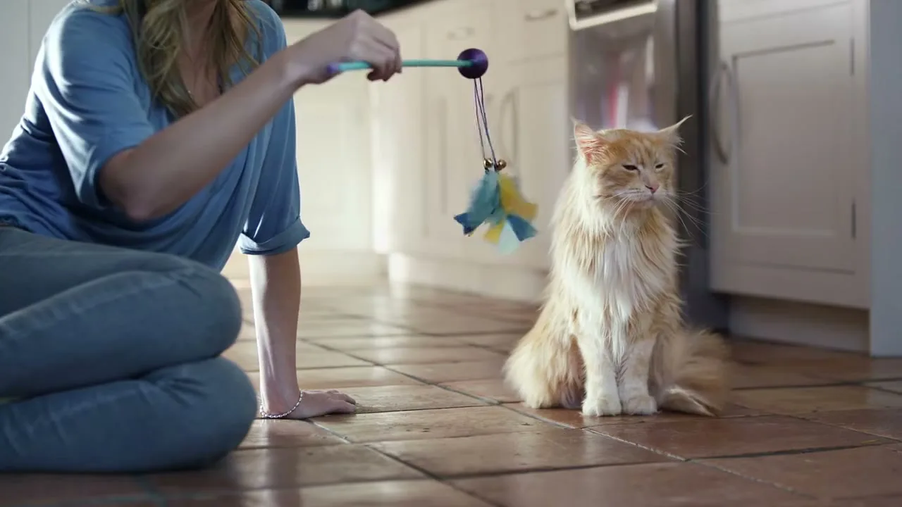 A woman in a blue shirt and jeans sits on a tiled kitchen floor, trying to play with a large, ginger cat using a feather toy, but the cat looks unimpressed.