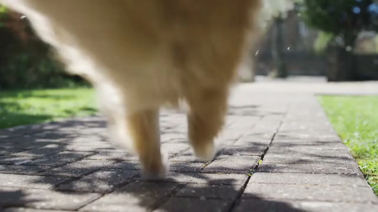 A fluffy golden dog runs towards the camera on a paved path in a sunny garden, its fur blowing in the wind.