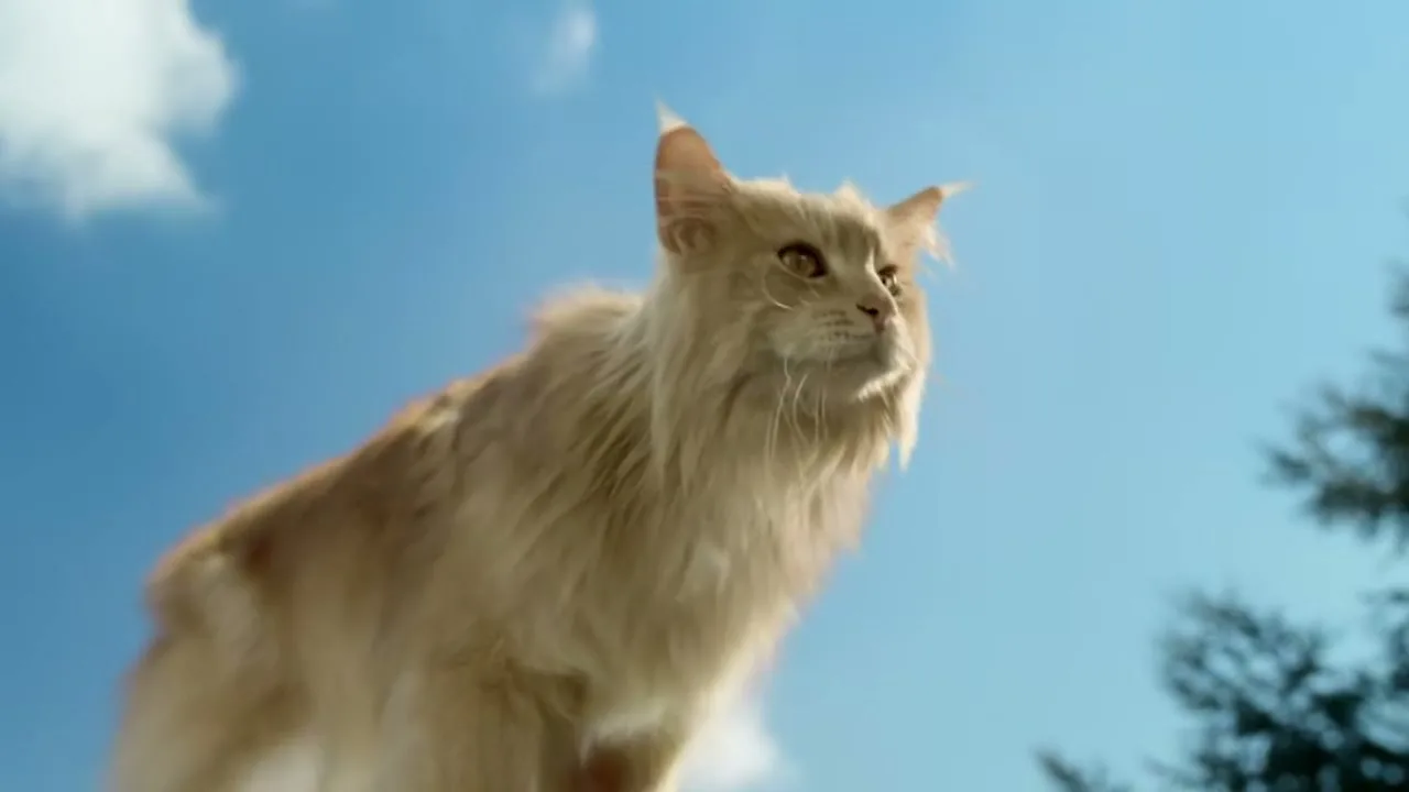 A large, fluffy, light brown cat with yellow eyes looks up and to the right against a bright blue sky with white clouds and dark green trees.